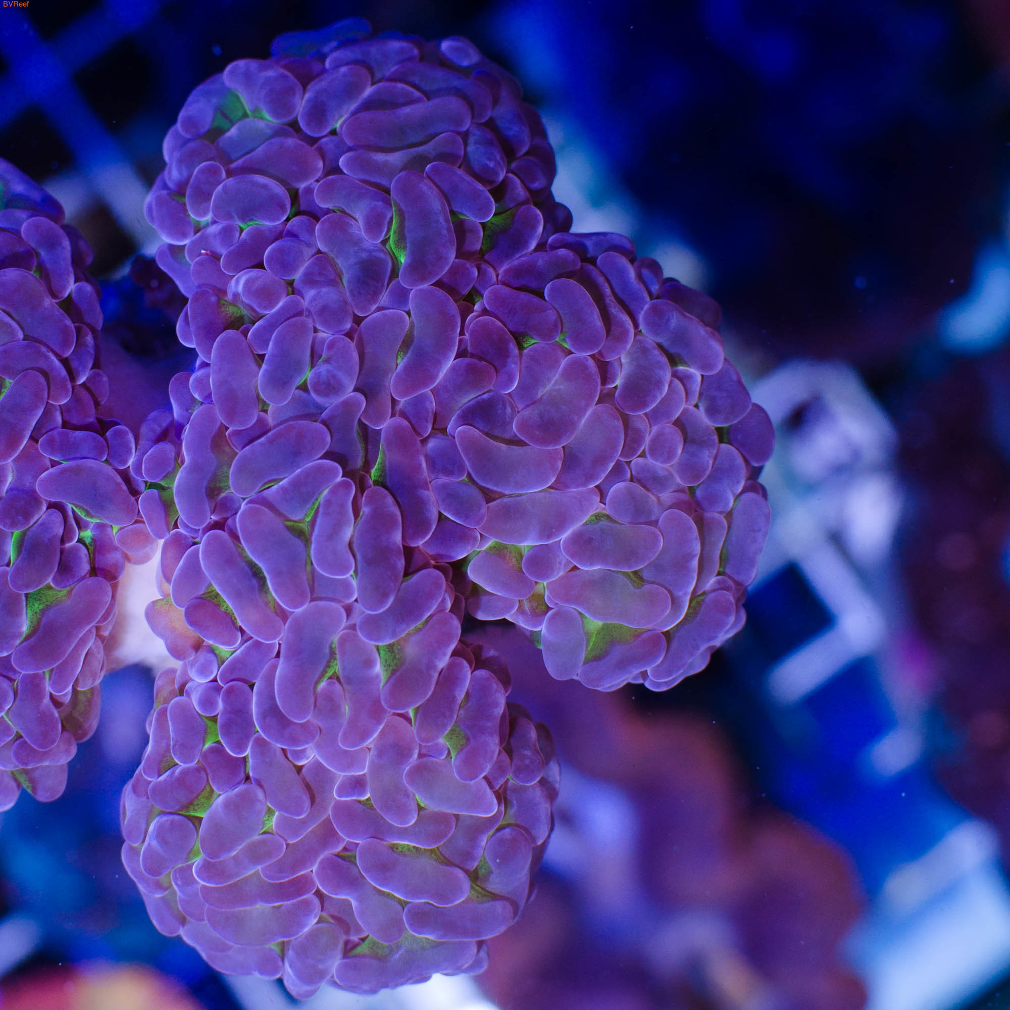 Л100 Эуфилия молоточковая Анкора ультра зеленая с фиолетовыми кончиками Anchor corals фраг 3-4 см 3300