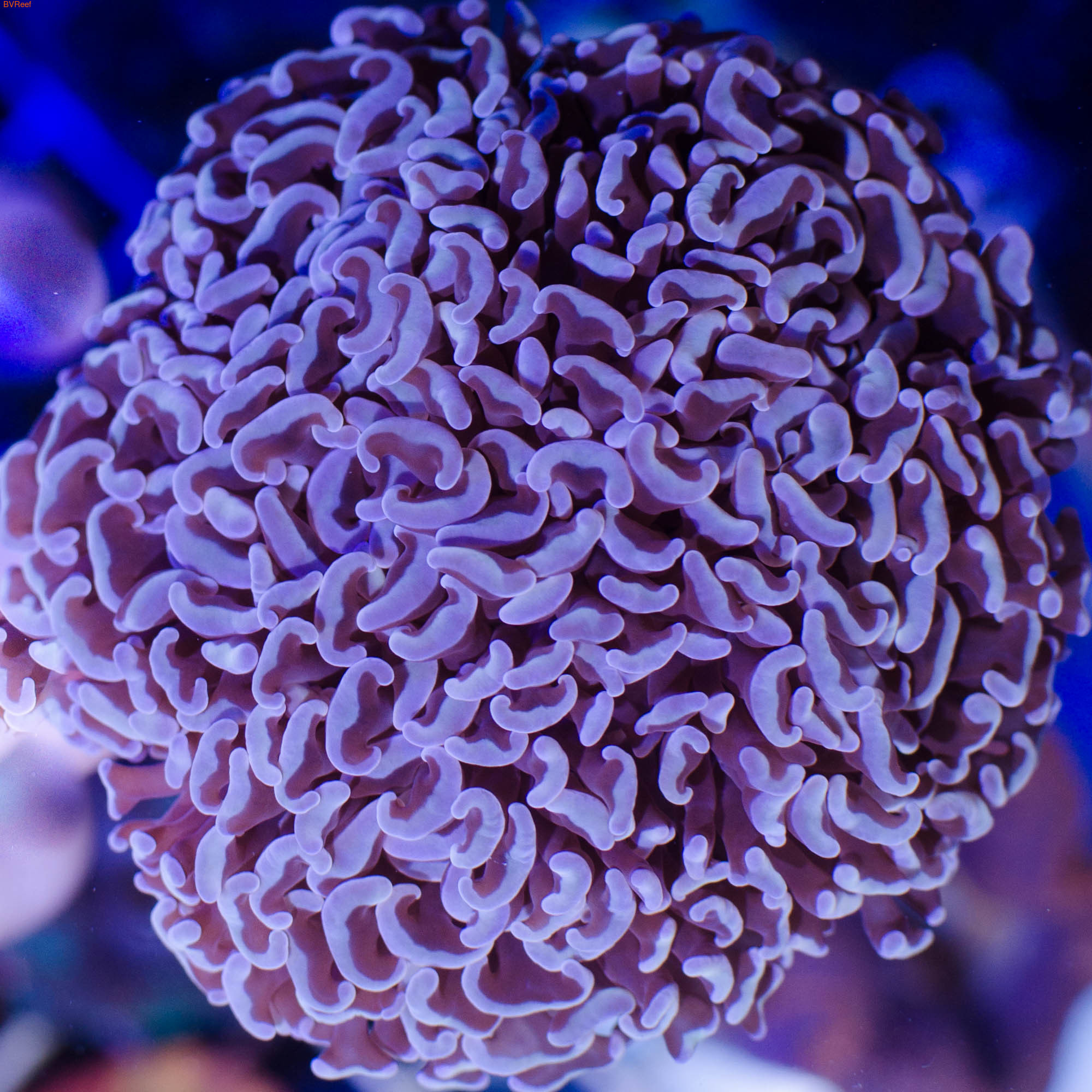 Л102 Эуфилия молоточковая Анкора кремовая Anchor corals колония 5-6 см 3600
