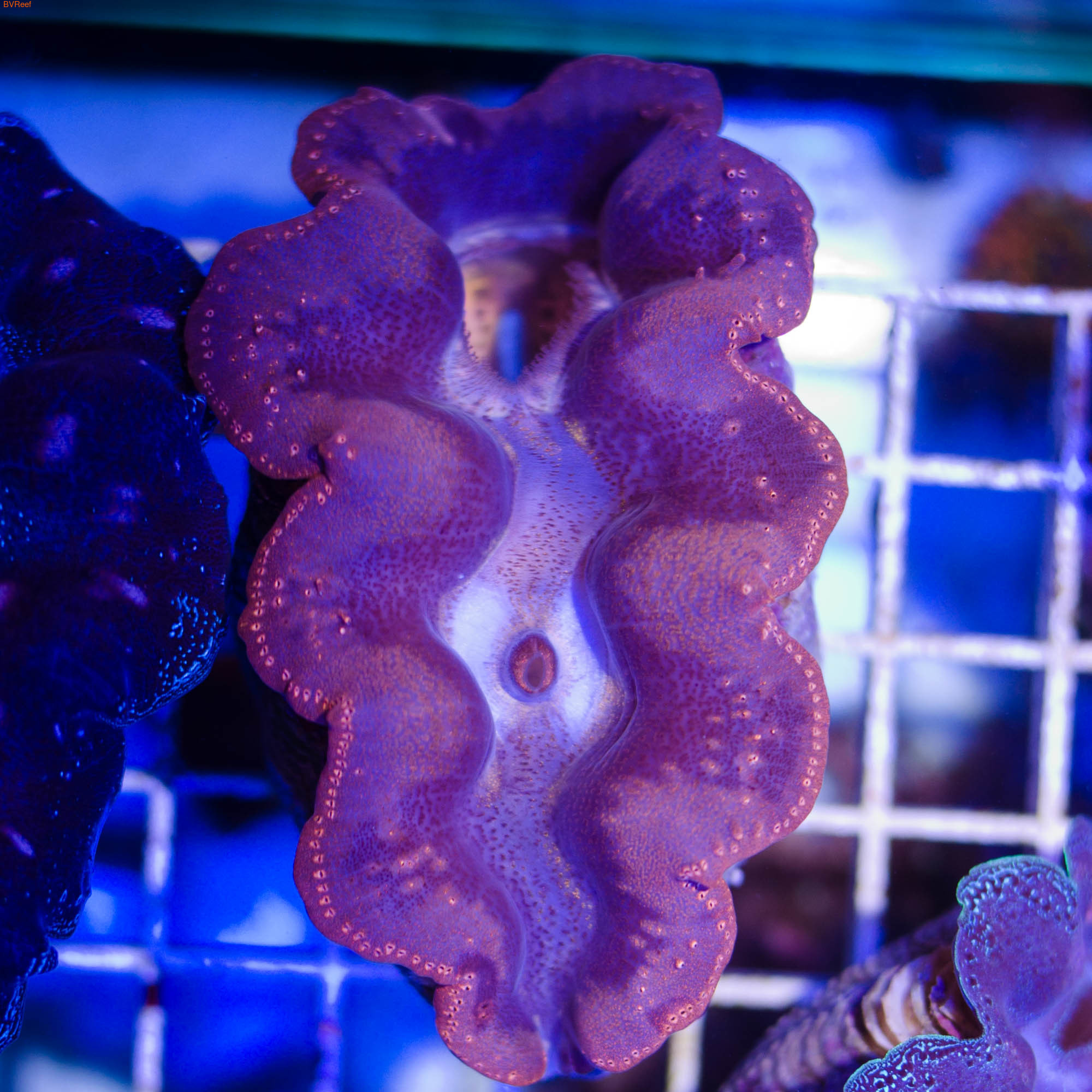 39     () Tridacna crocea 4500