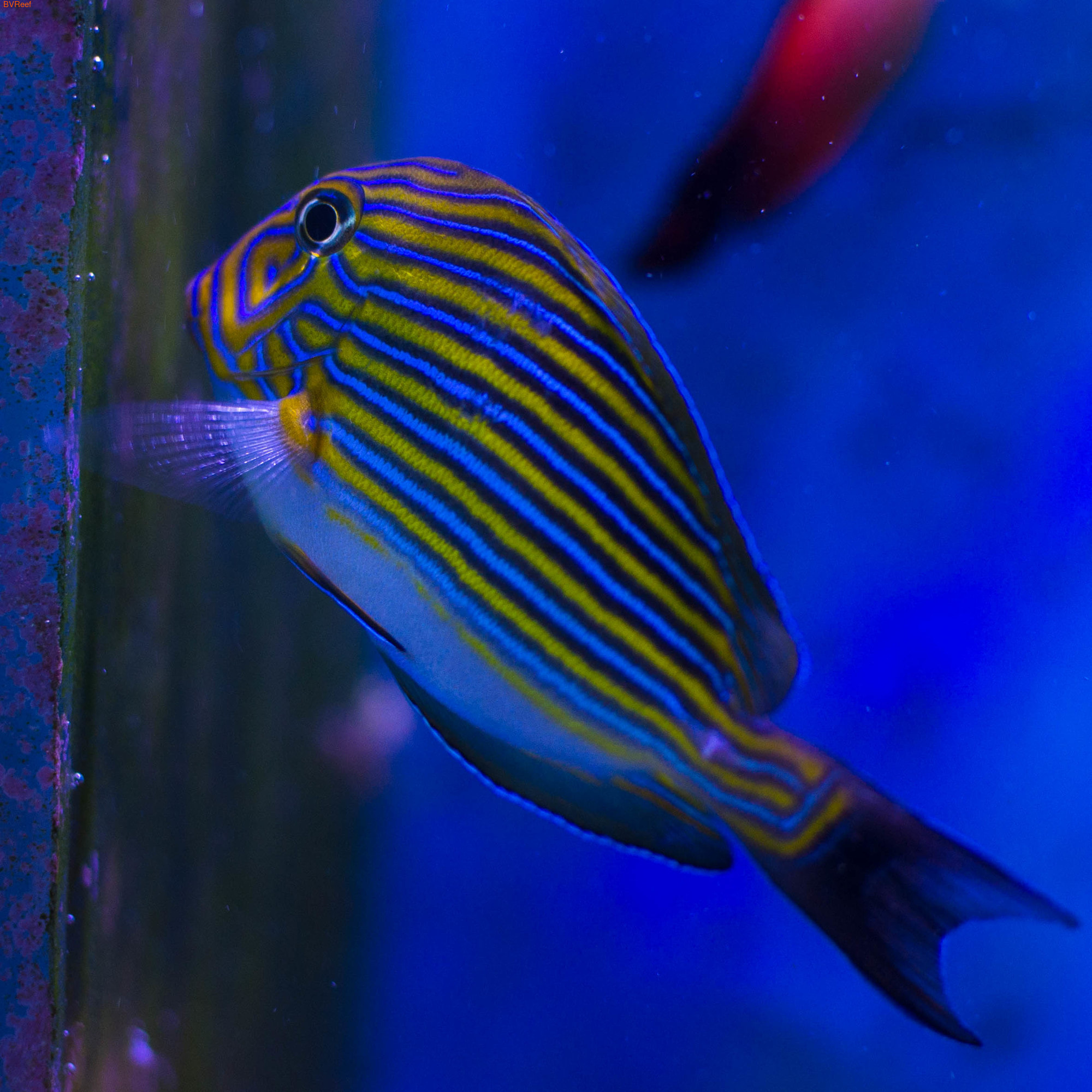  Acanthurus lineatus