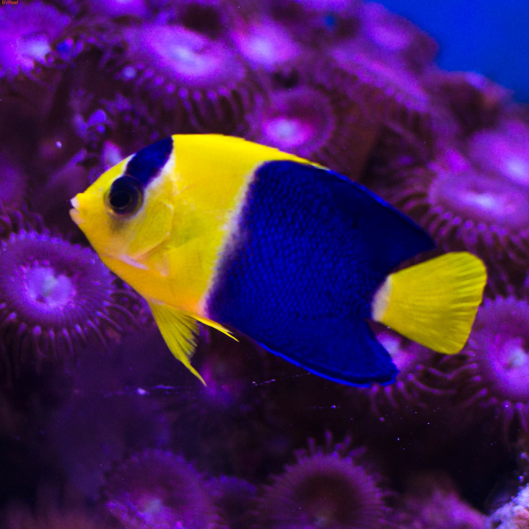  Centropyge bicolor