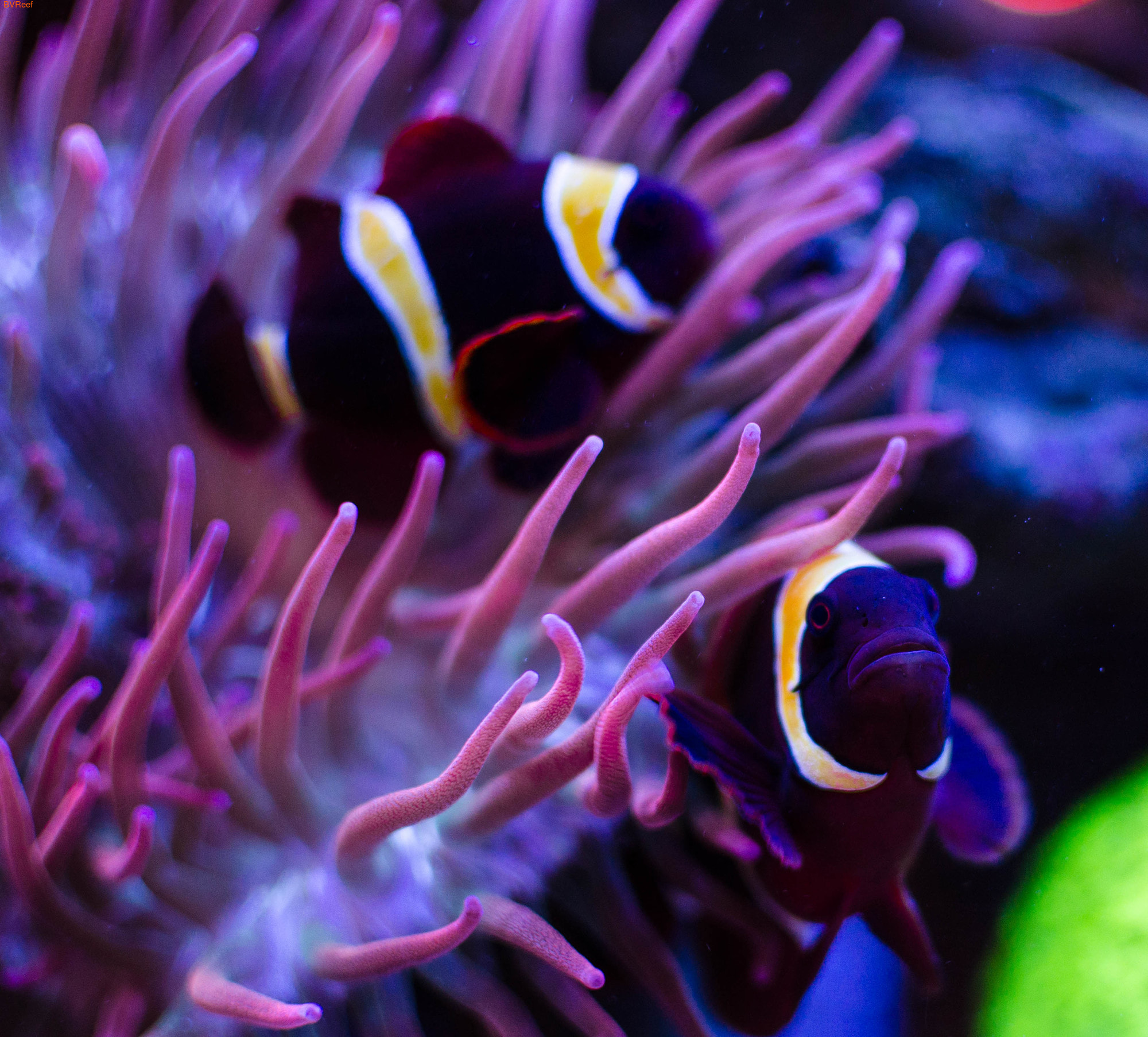    Goldstripe maroon clownfish