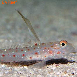  頠Tangaroa shrimp goby