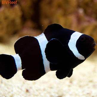 Клоун черный Black clownfish