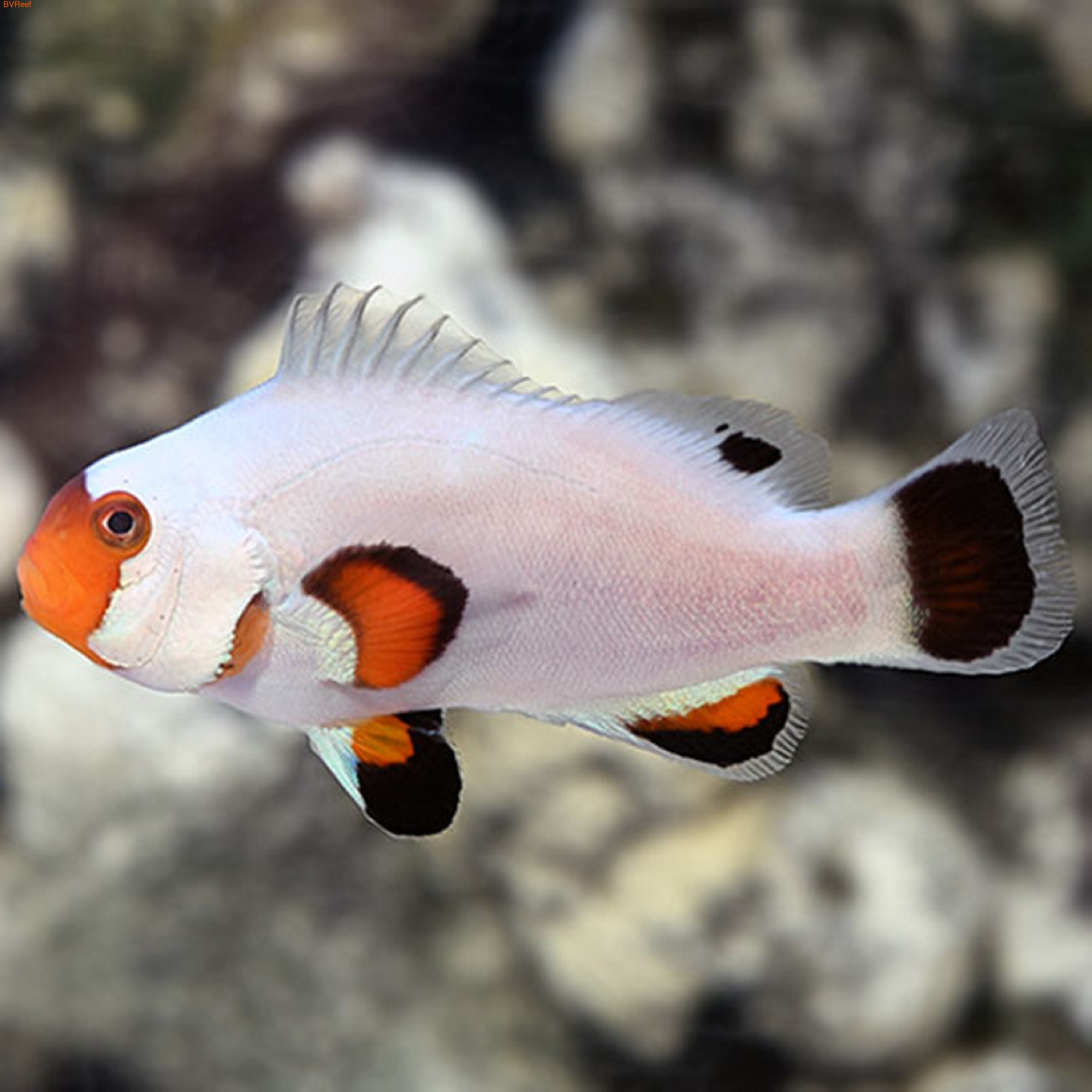   Platinum storm clownfish