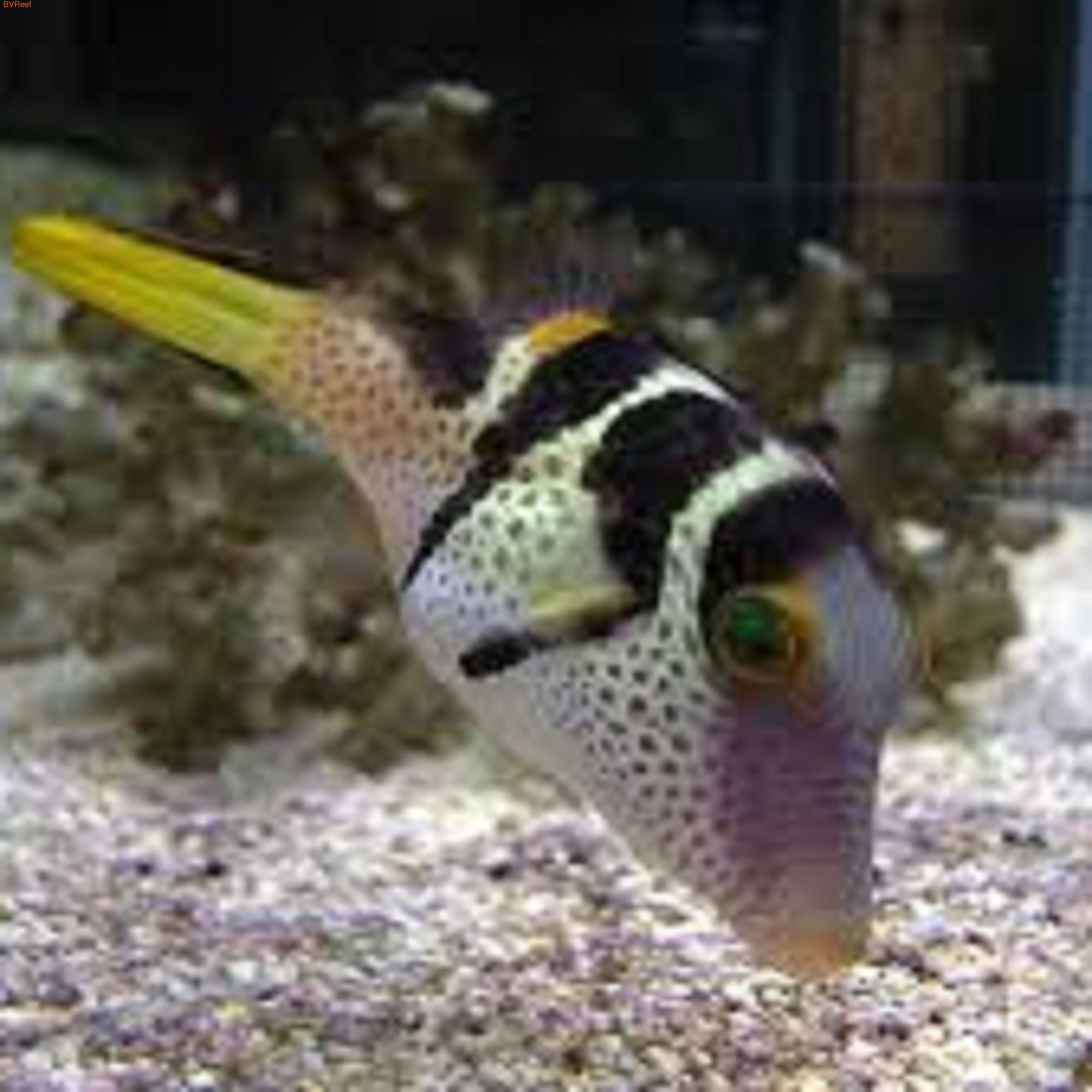   Canthigaster valentini