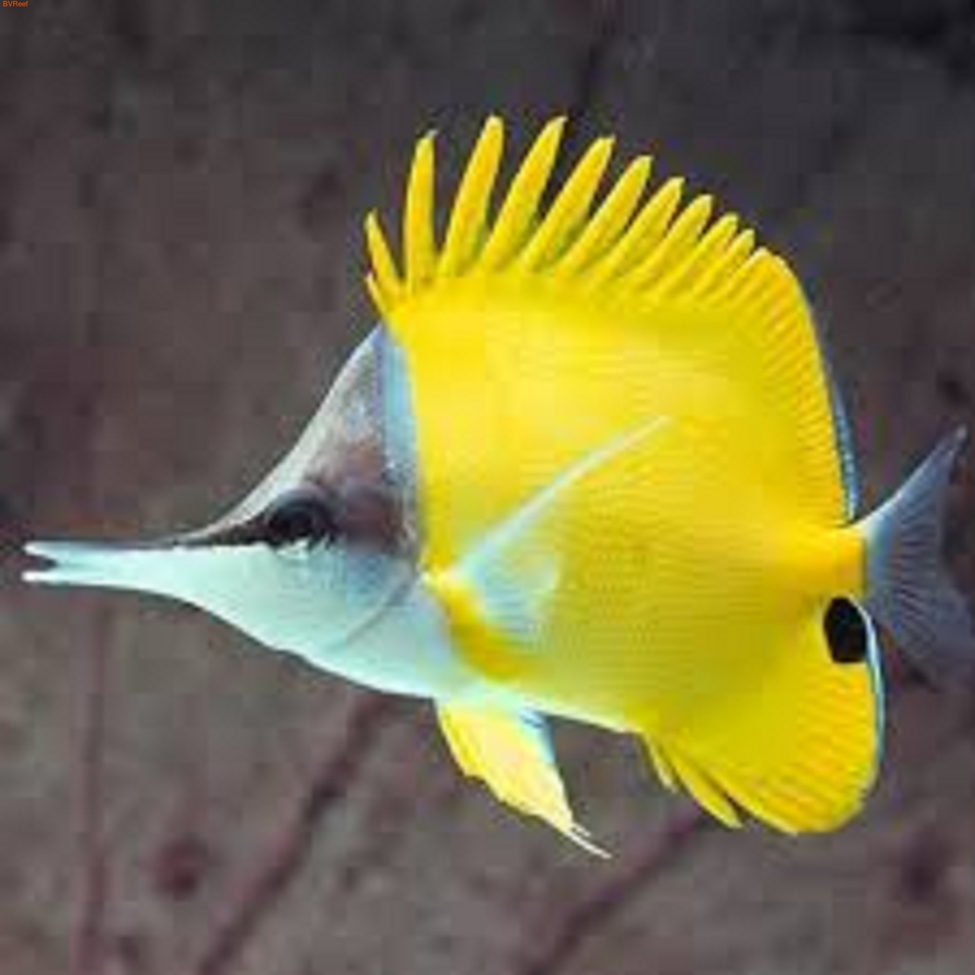    Forcipiger flavissimus