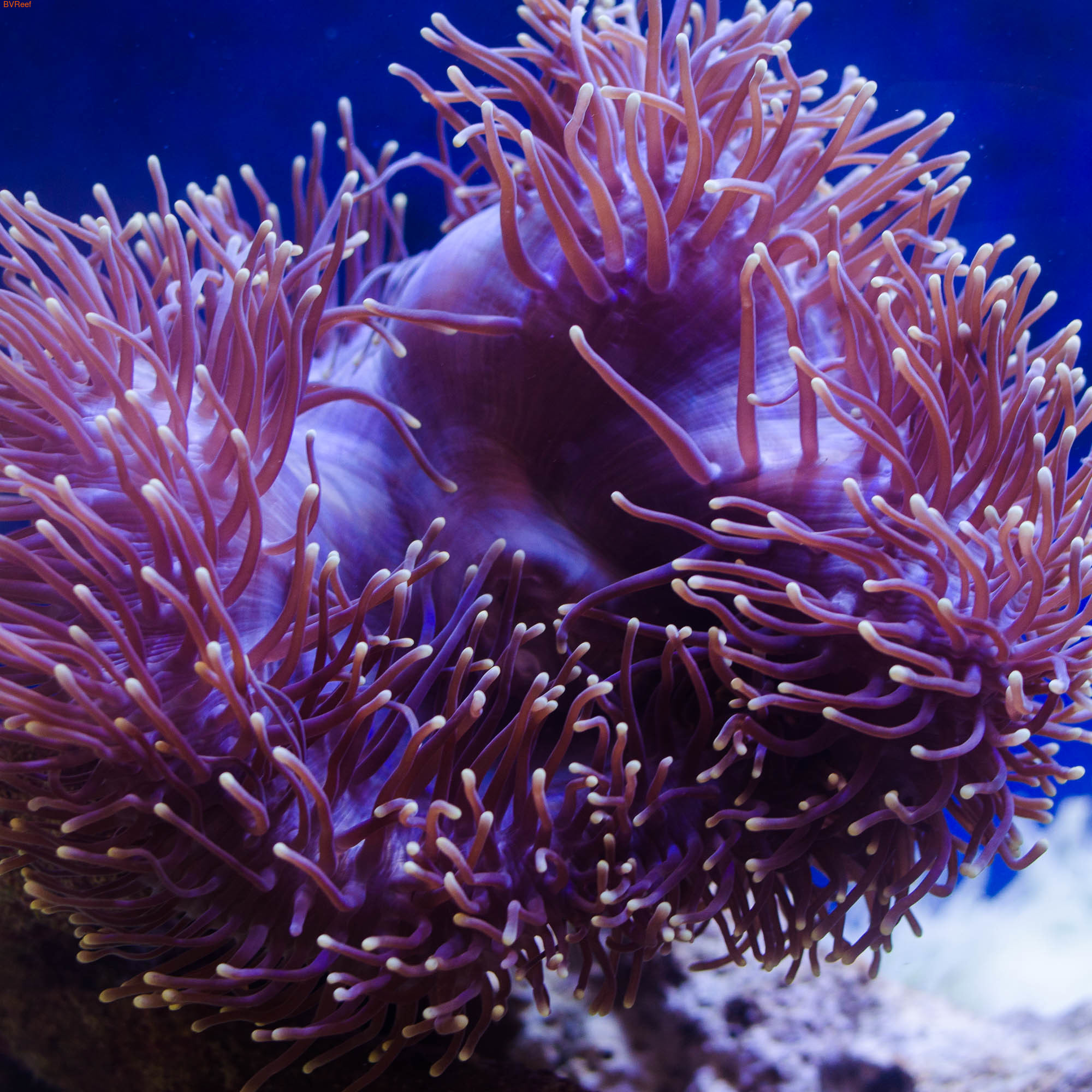    Heteractis magnifica