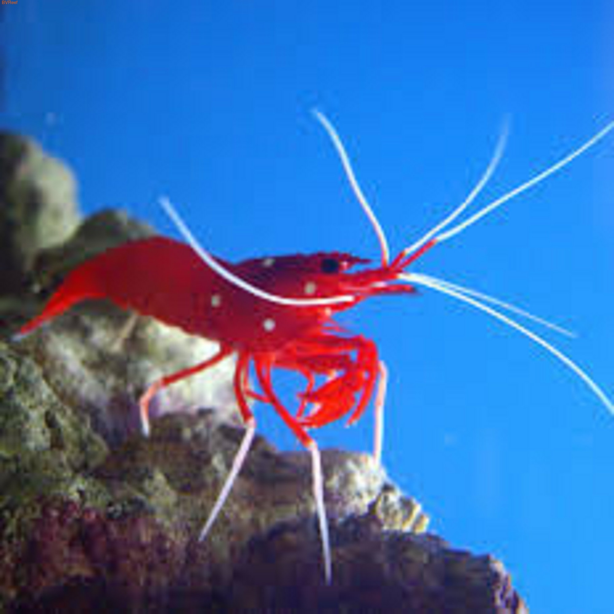    Lysmata debelius