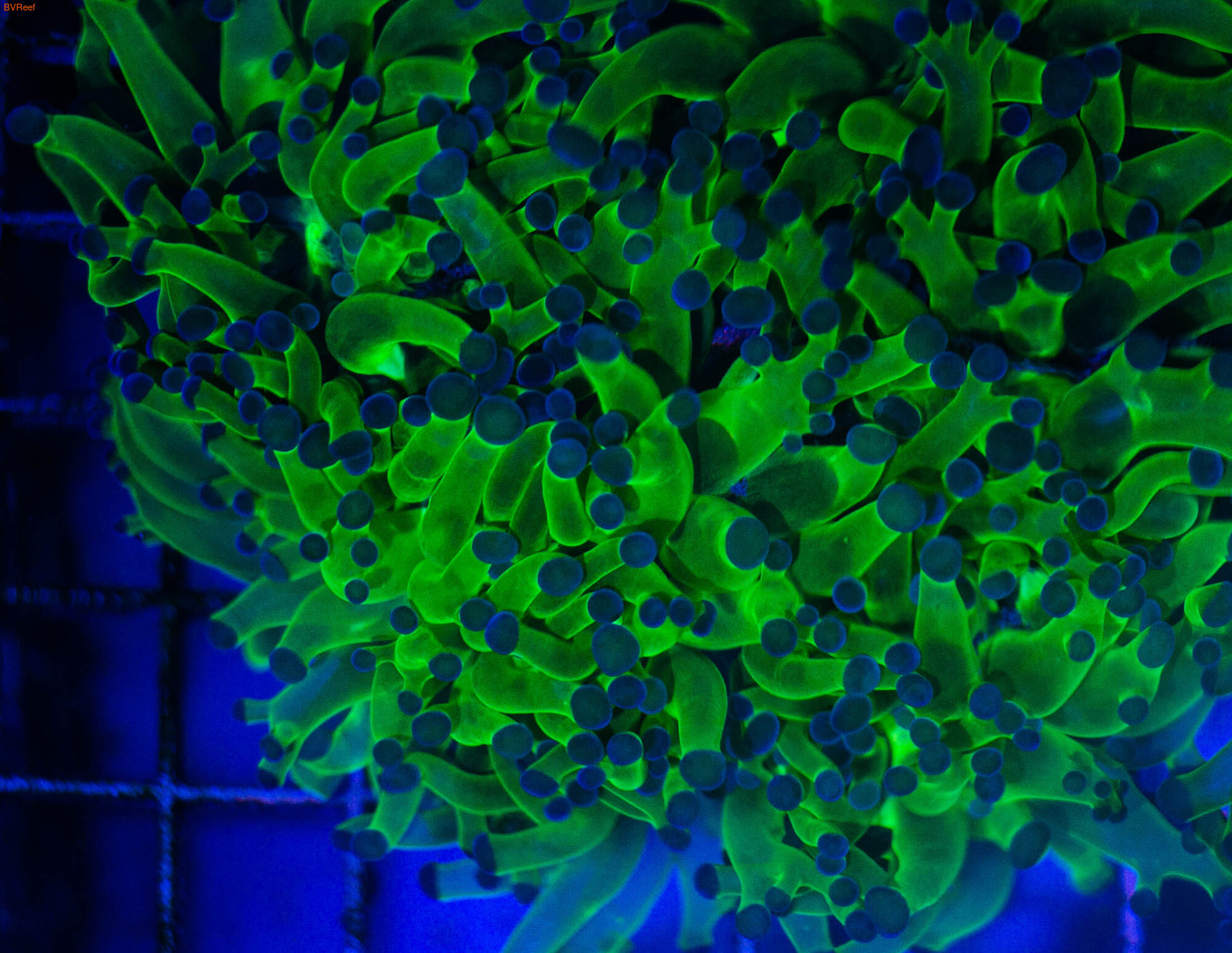 Эуфилия лягушачья икра ультра зеленая с фиолетовыми кончиками