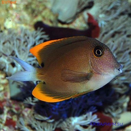    Ctenochaetus tominiensis