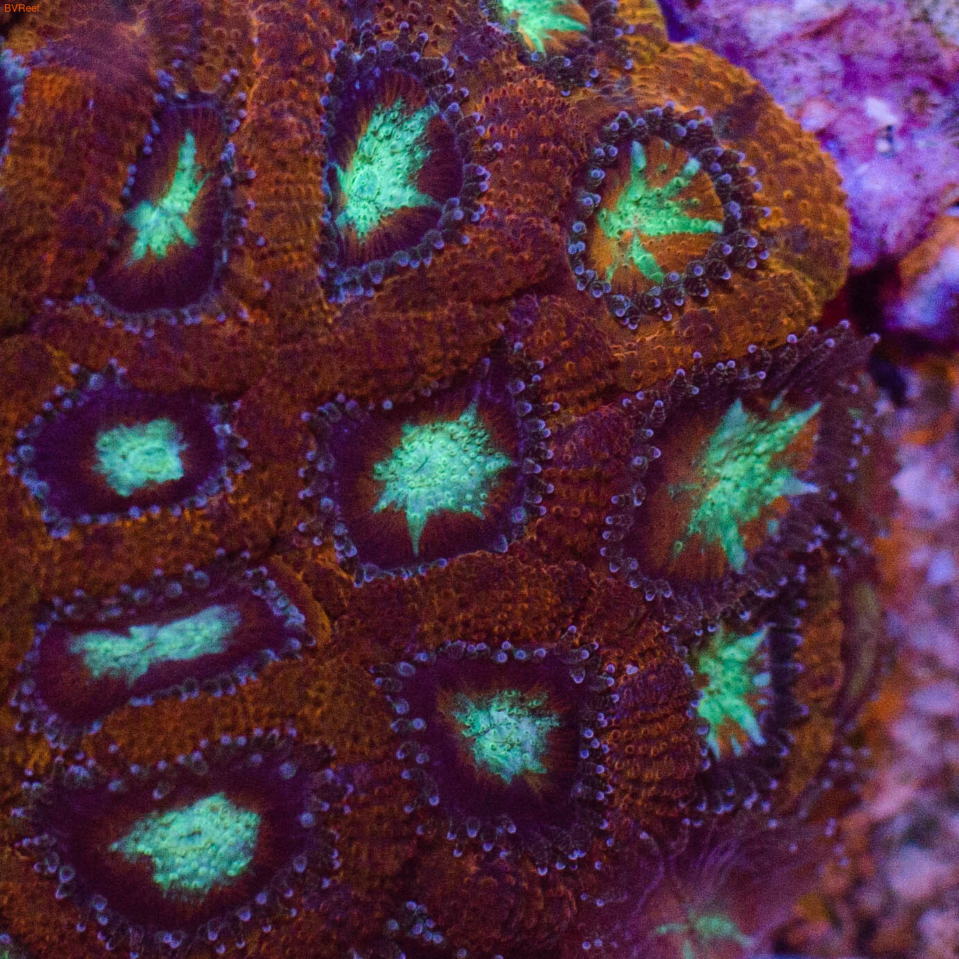    Acanthastrea lordhowensis