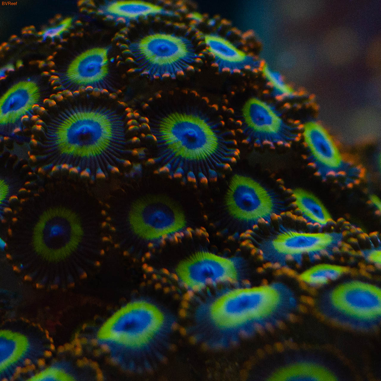 Fruity Loops zoas