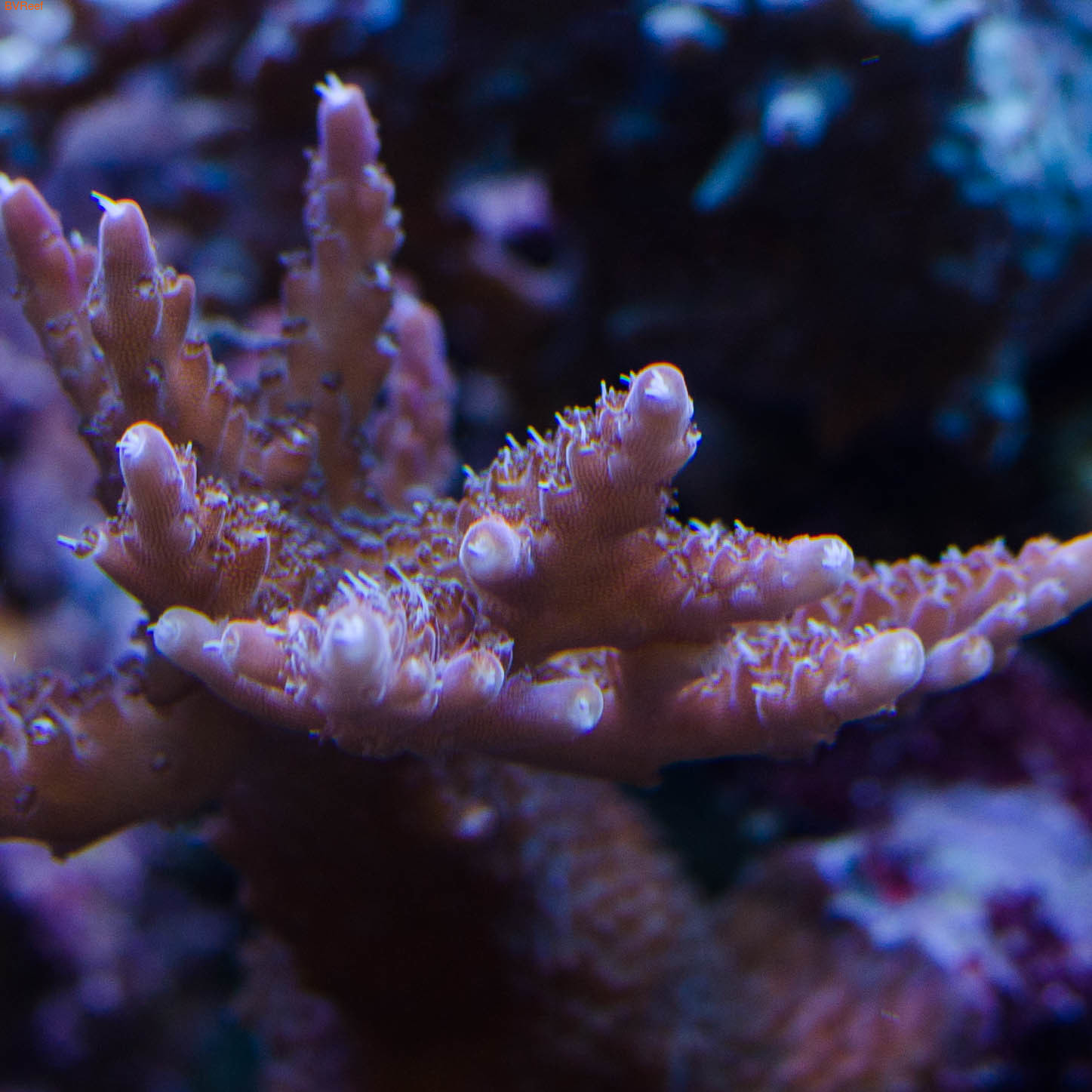    (Pinc Acropora)