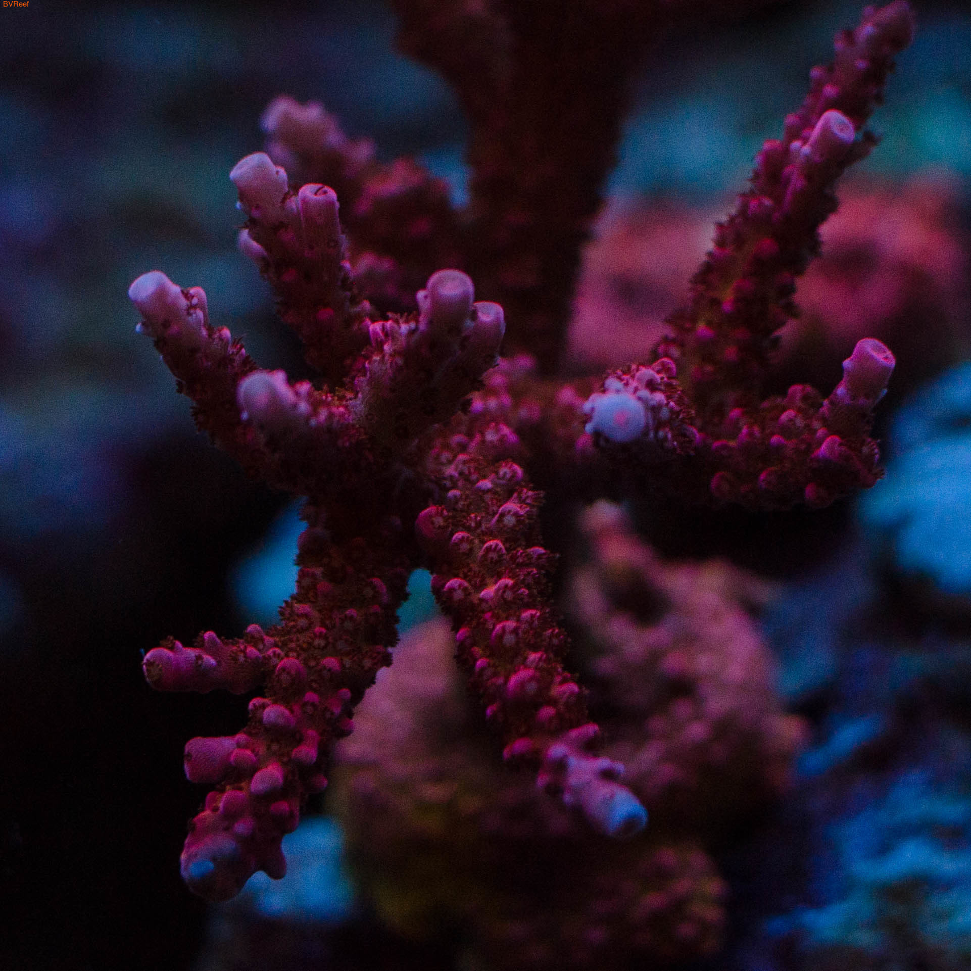  PC Rainbow Acropora