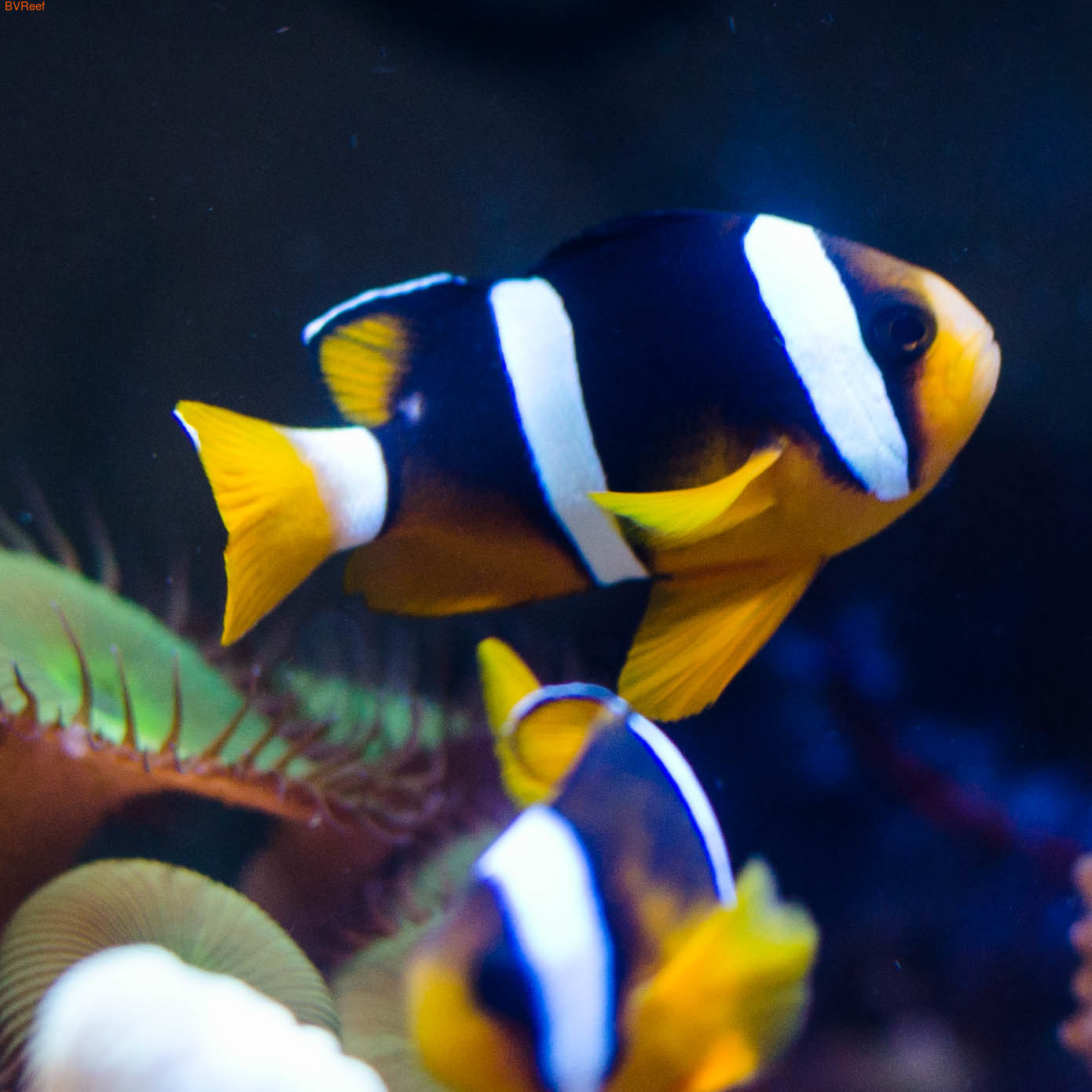    Amphiprion clarki