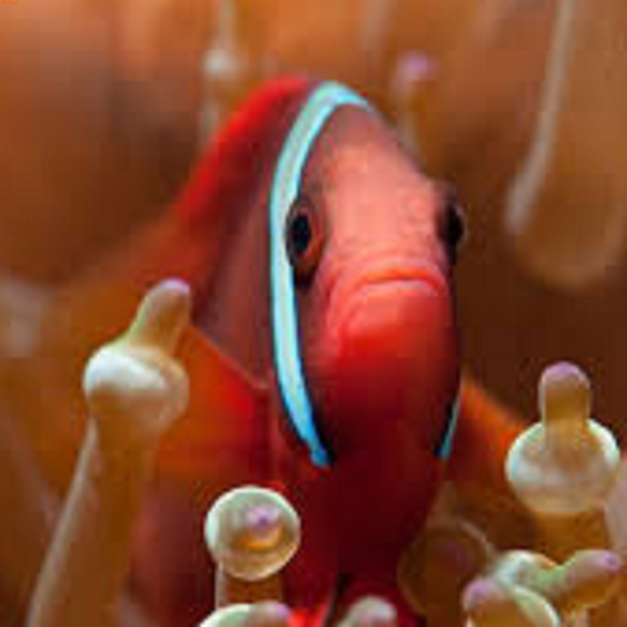   Amphiprion frenatus