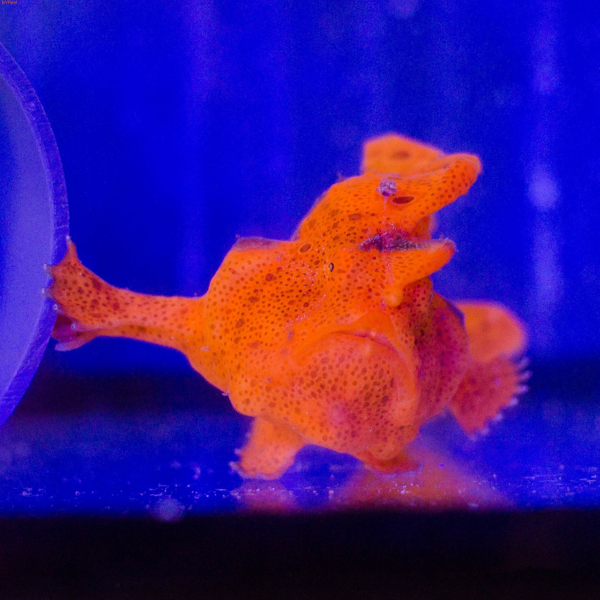   Antennarius maculatus