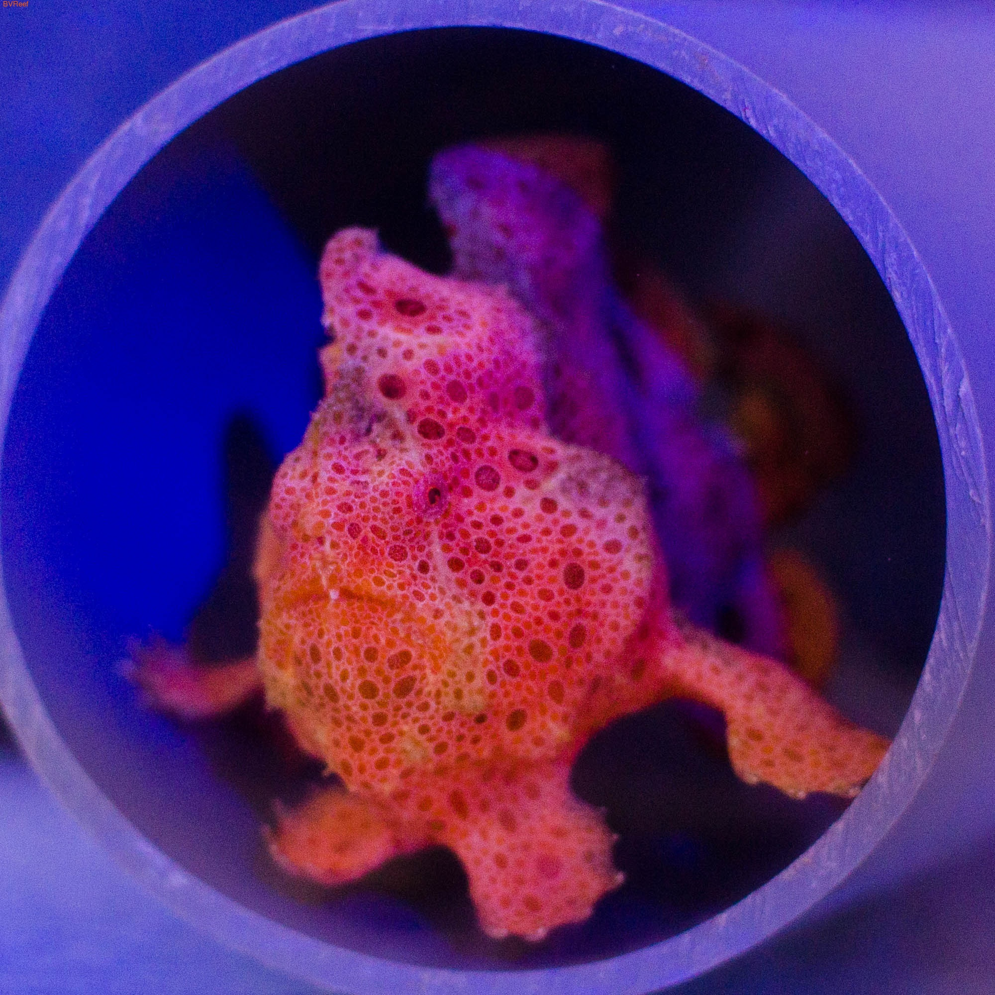   Antennarius pictus