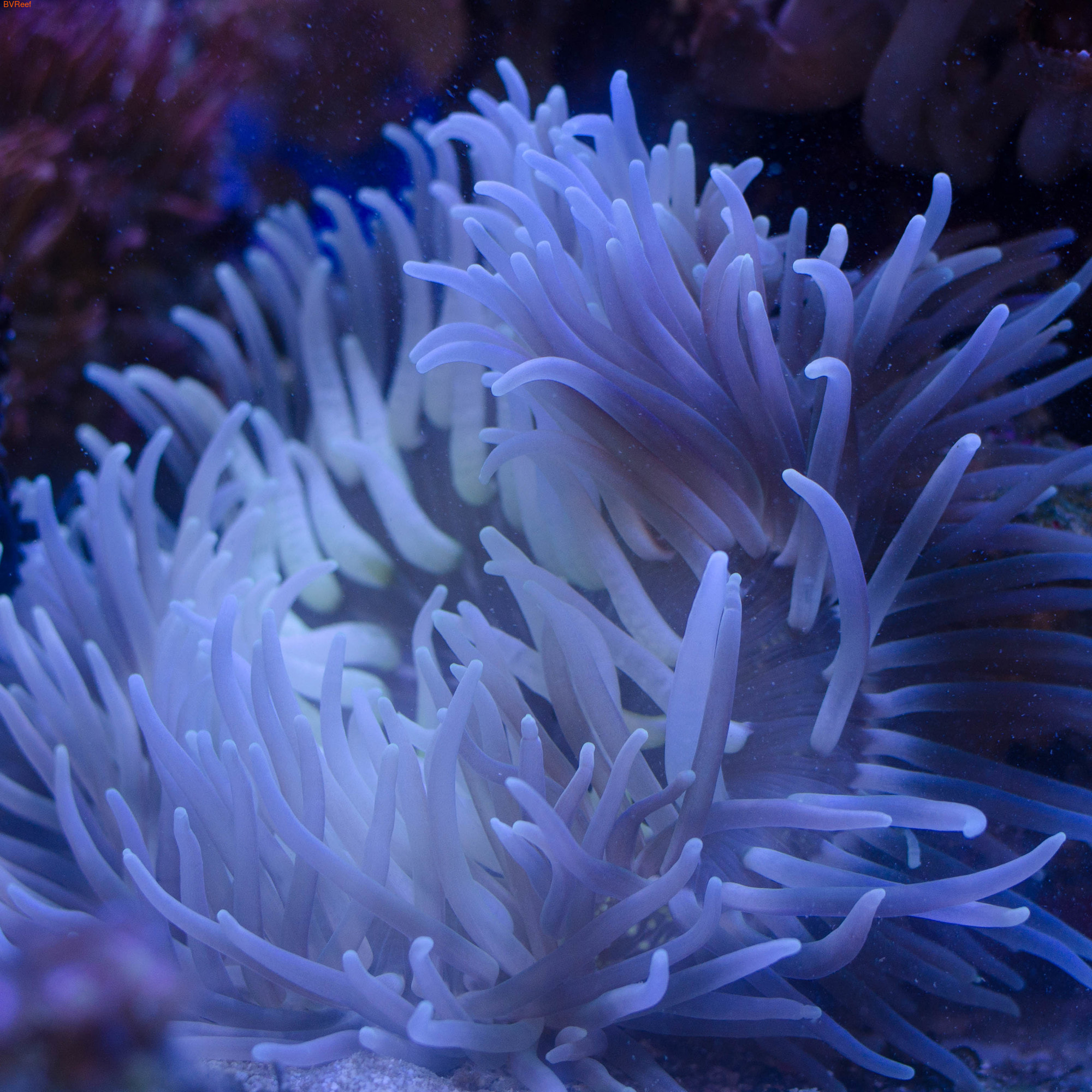    Macrodactyla doreensis