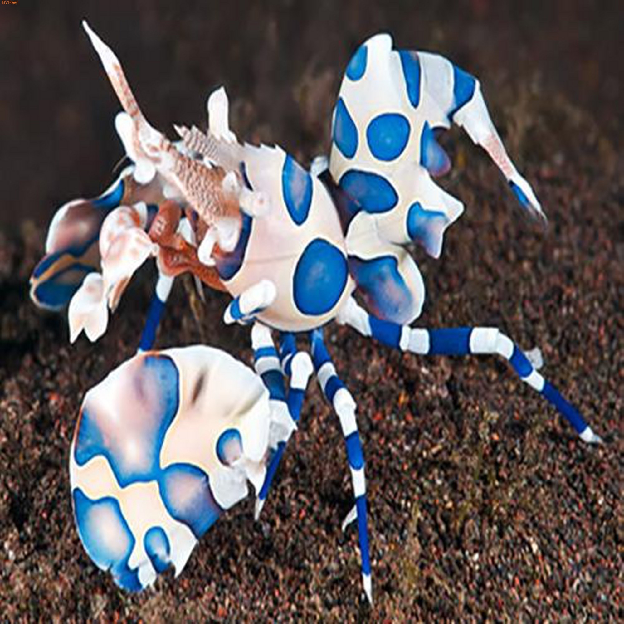 -  Hymenocera picta