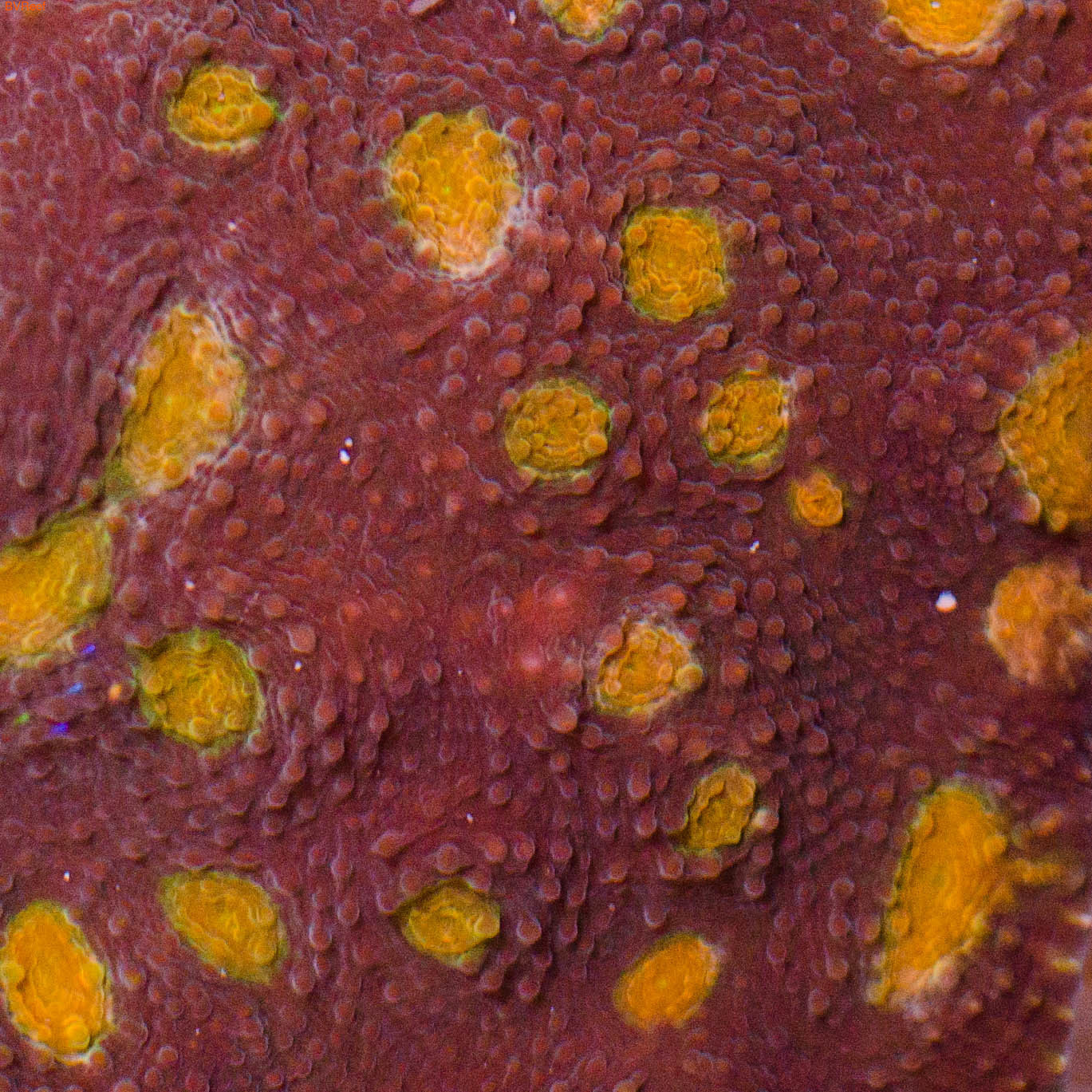  Acanthastrea echinata