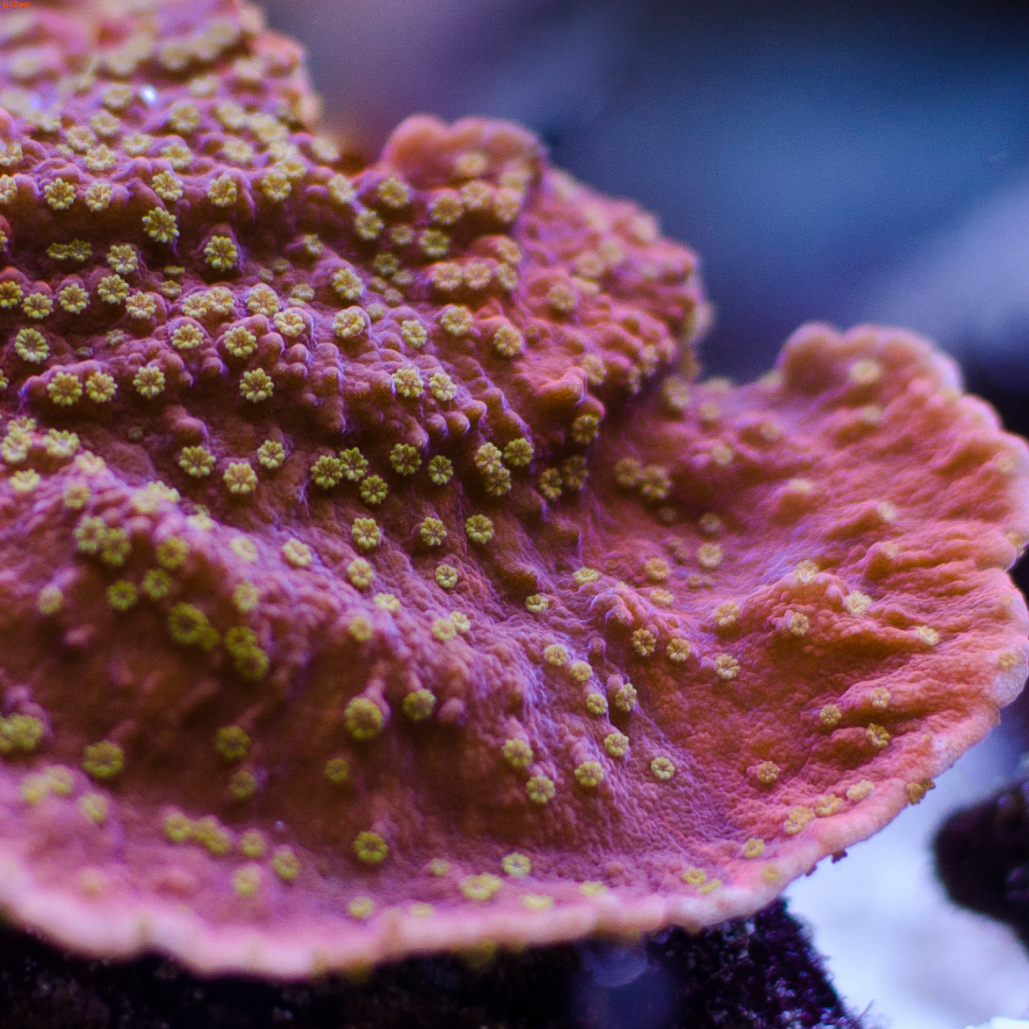 Монтипора Sun Yellow Poly Montipora Cap.