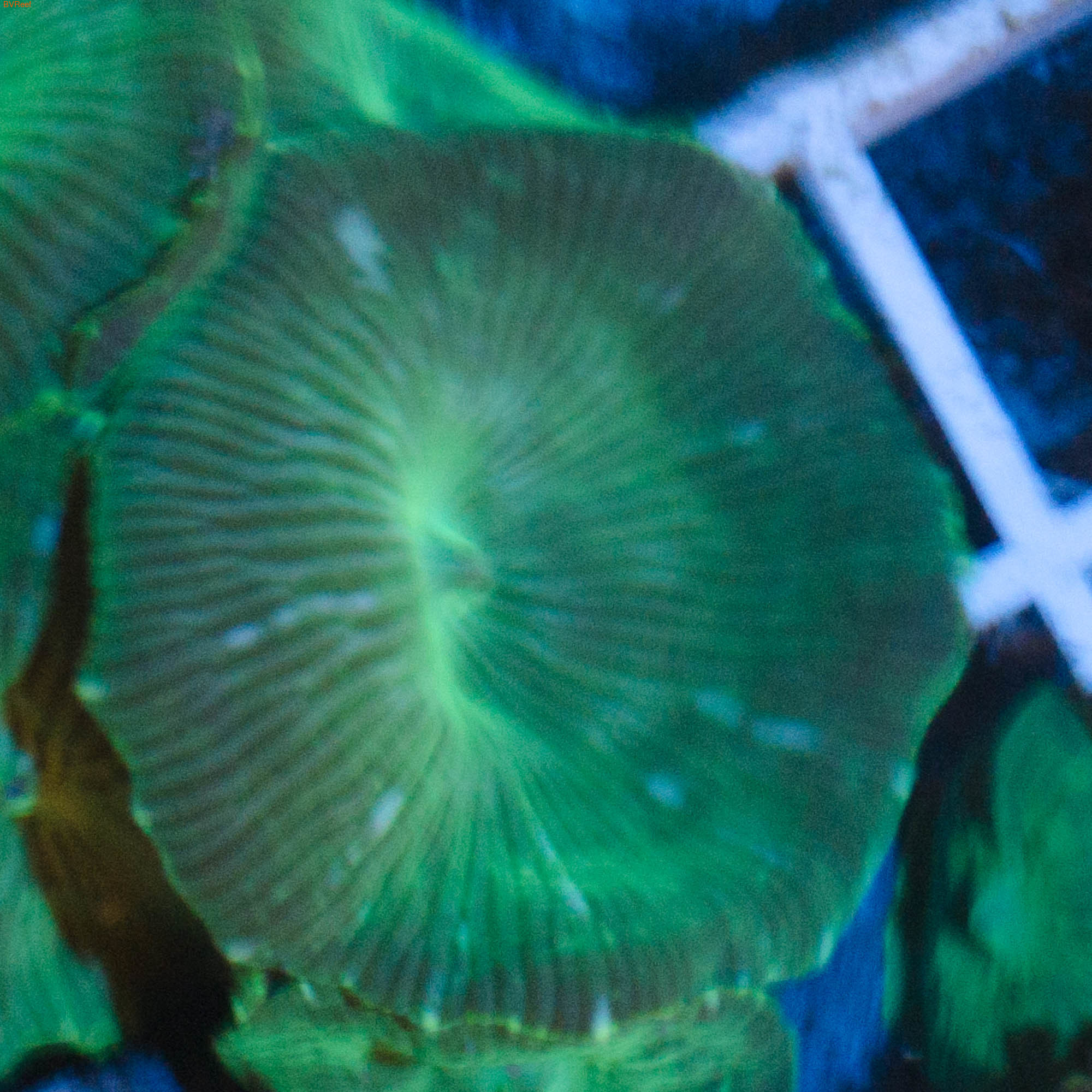 Дискосома зеленая (фото)