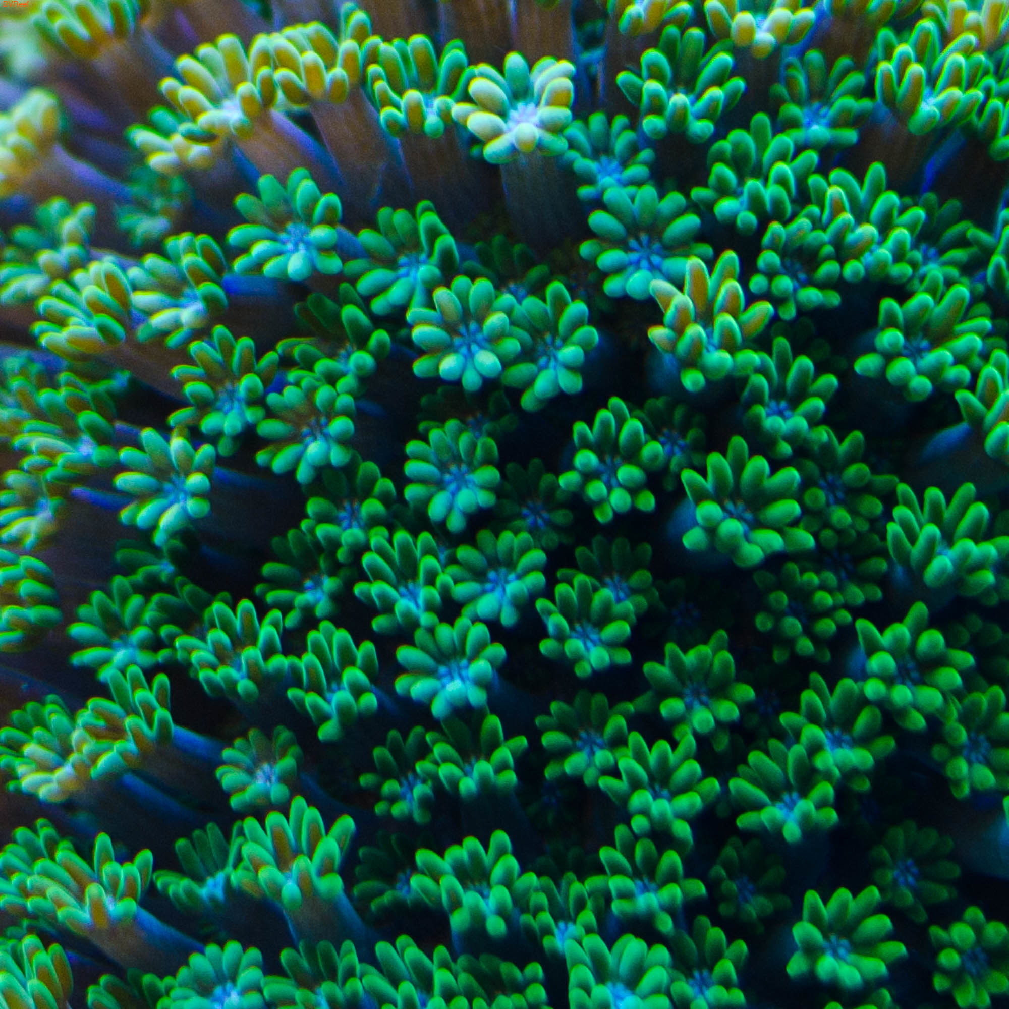       Alveopora sp