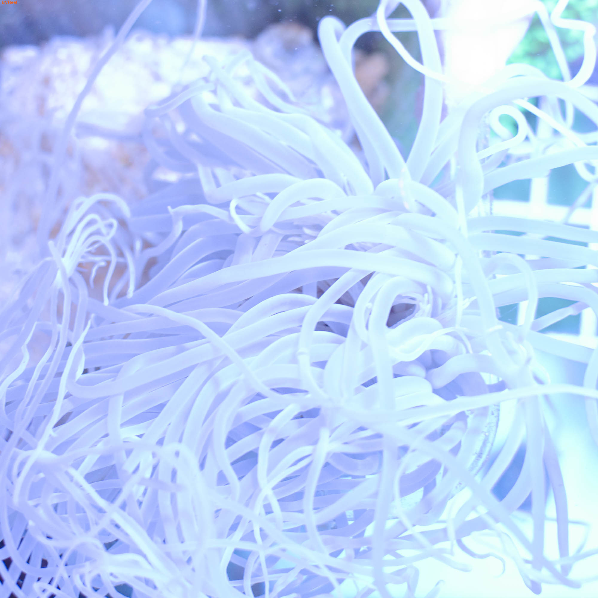   White cerianthus