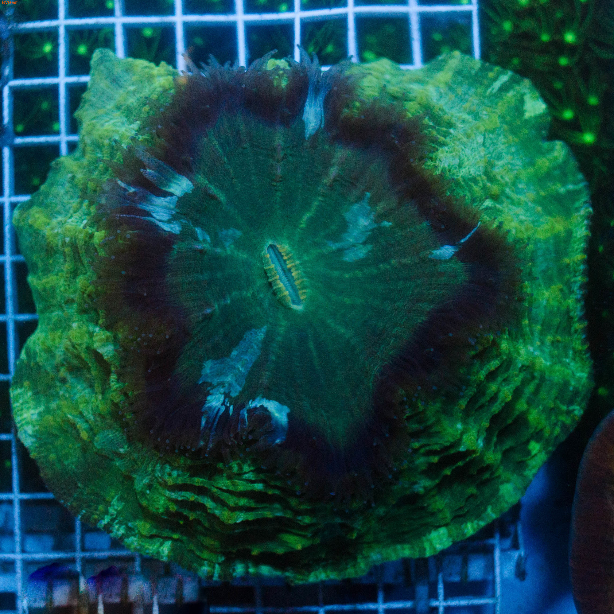   Scolymia Green