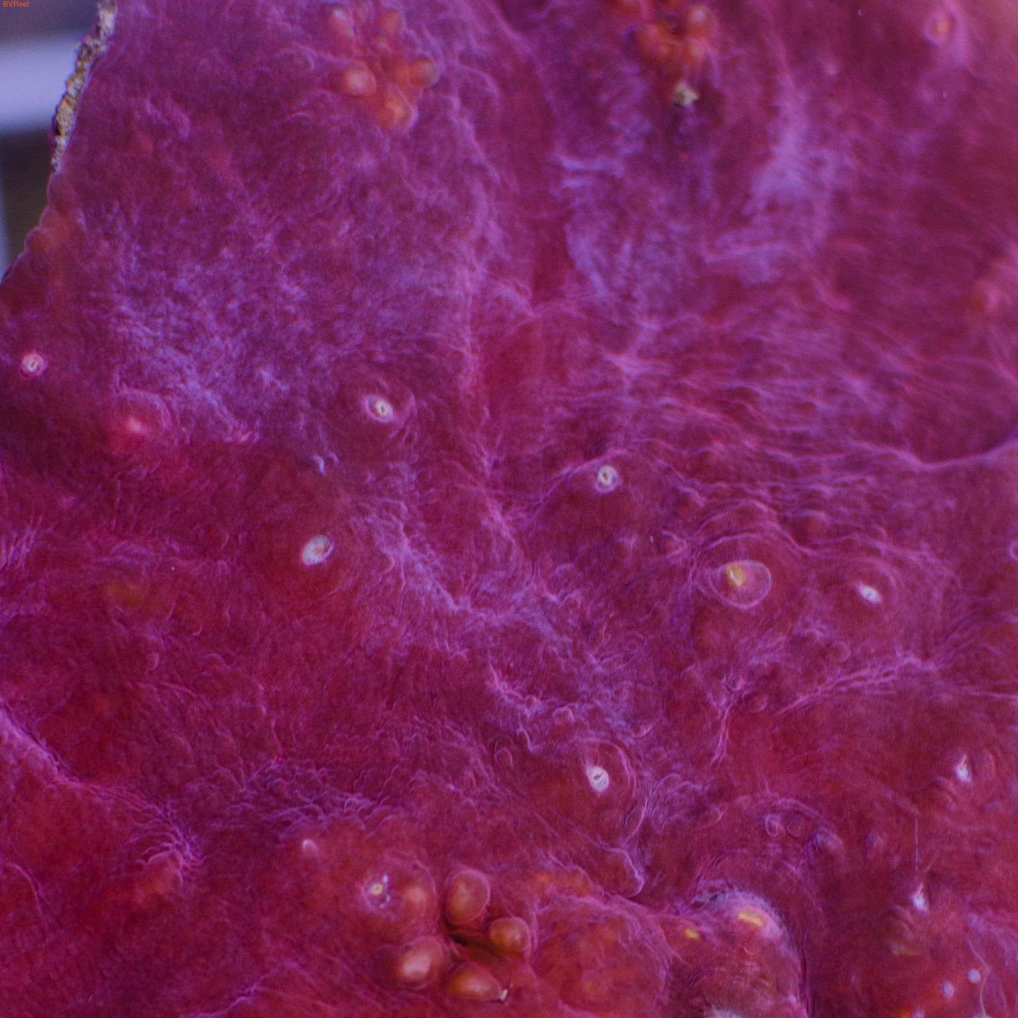 Чалис розовый Chalice coral - Red