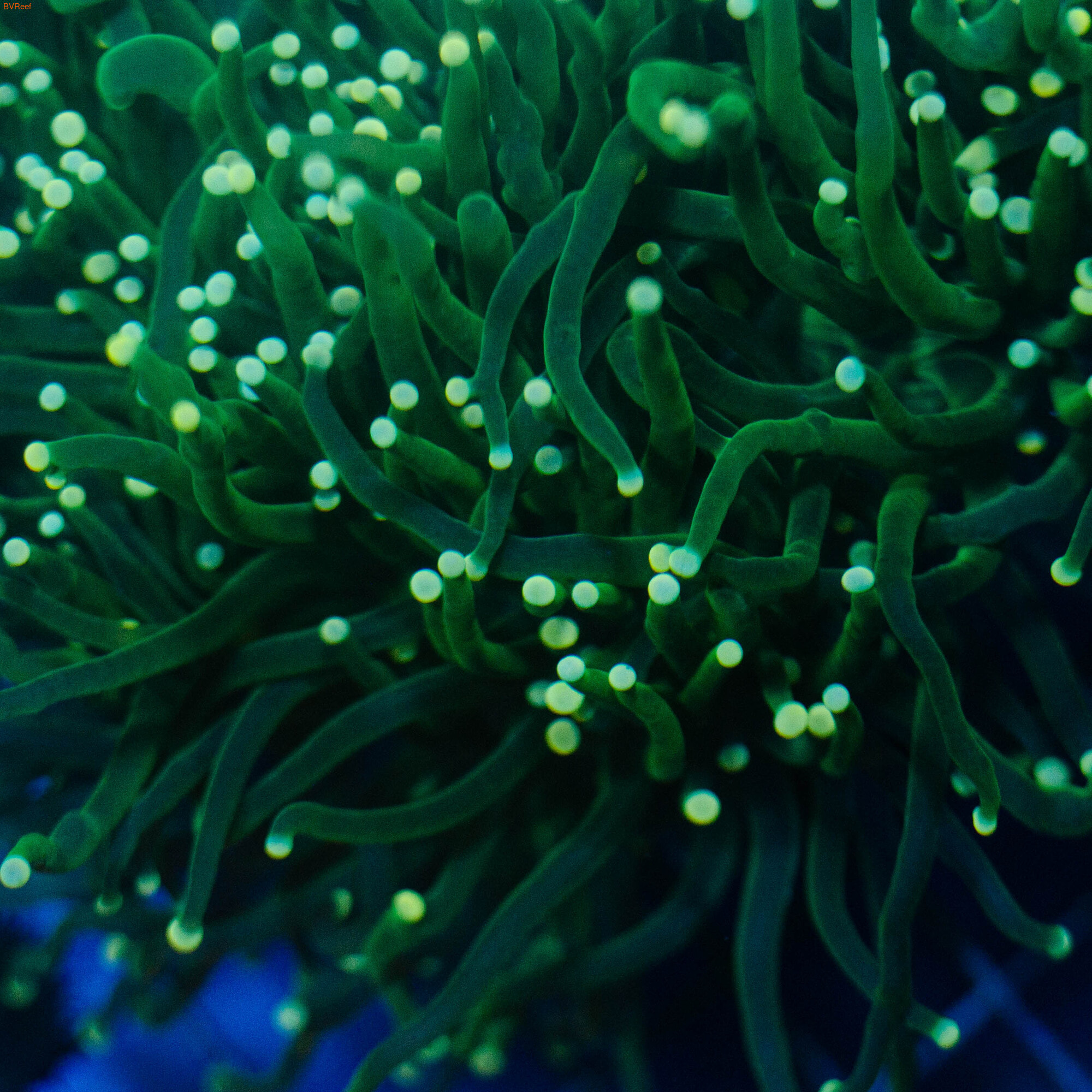 Эуфилия факельная зеленая Torch coral - Green