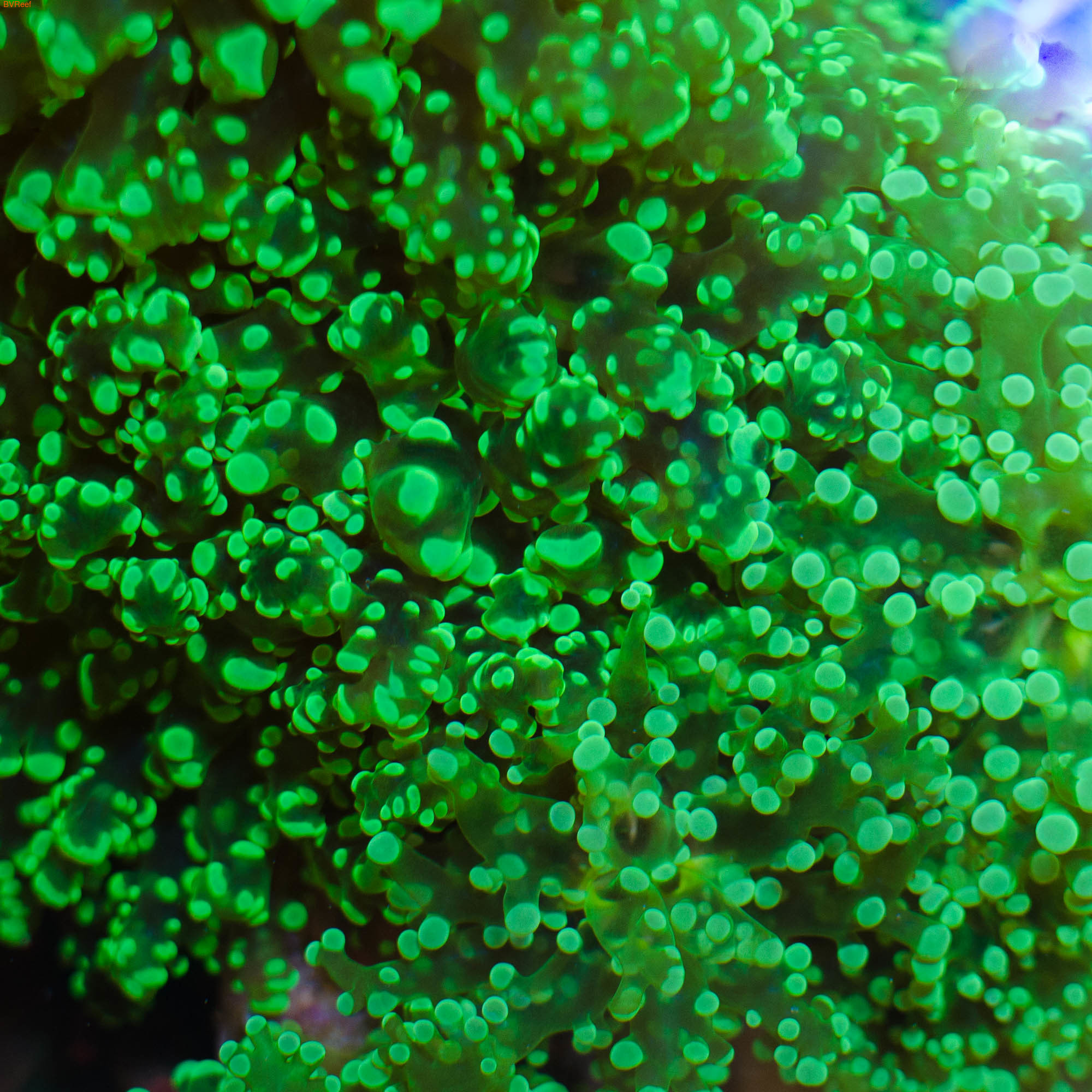 Эуфилия лягушачья икра зеленый металлик Octofrogspawn coral - Metallic Green