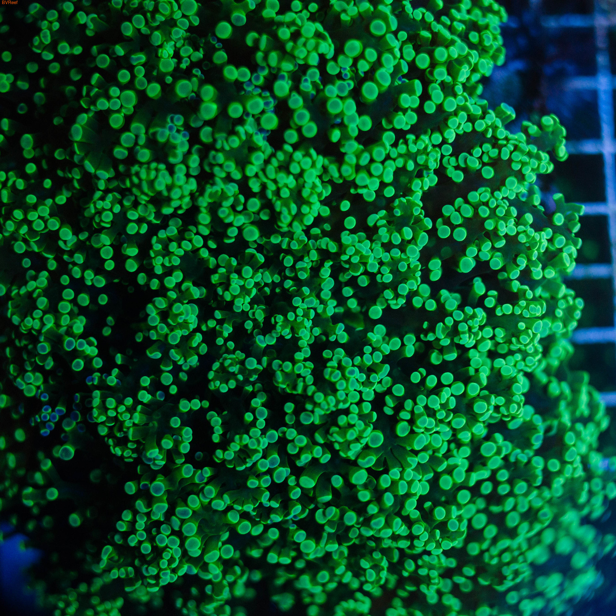 Эуфилия лягушачья икра ультра зеленая Branching frogspawn coral - Green