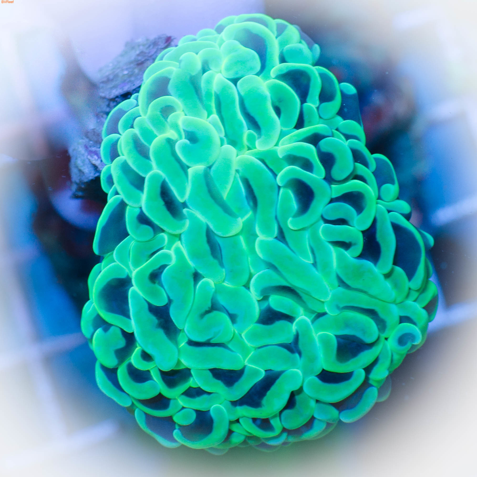    Hammer coral - Metallic Green