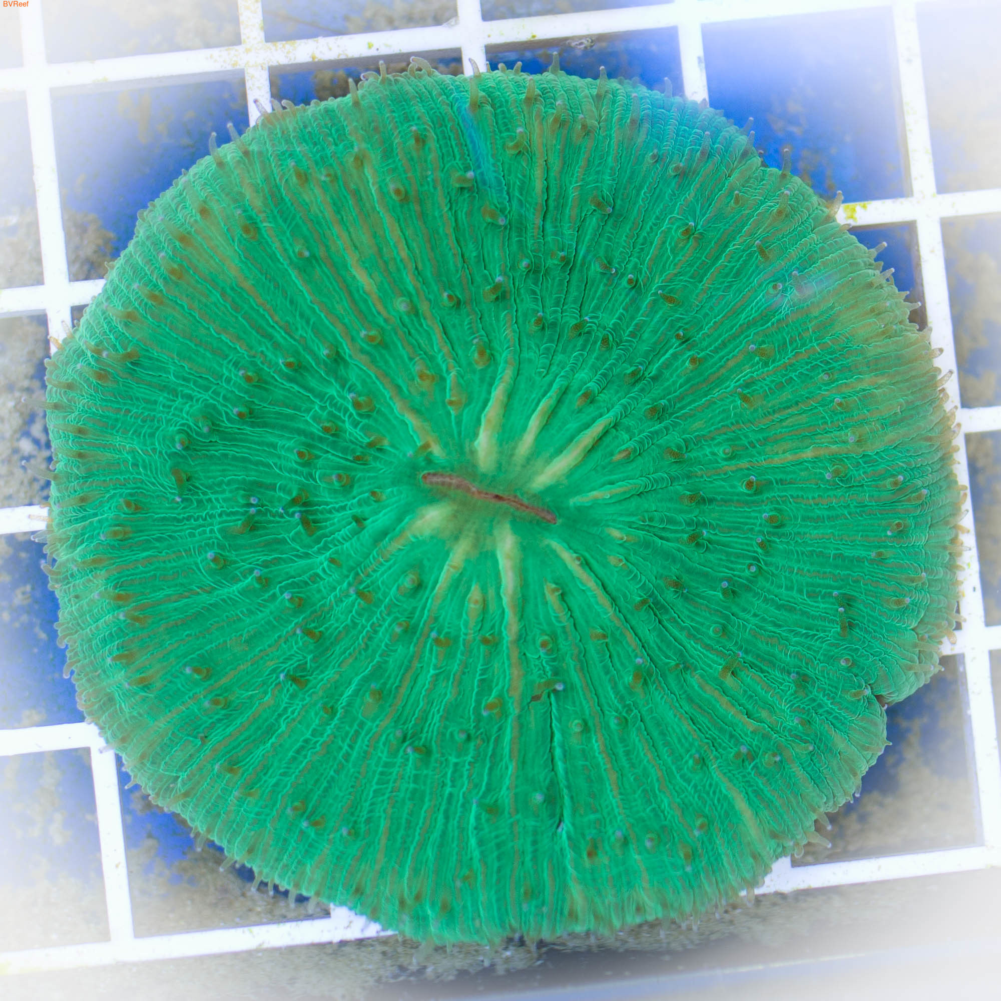 Фунгия ультра зеленая Plate coral