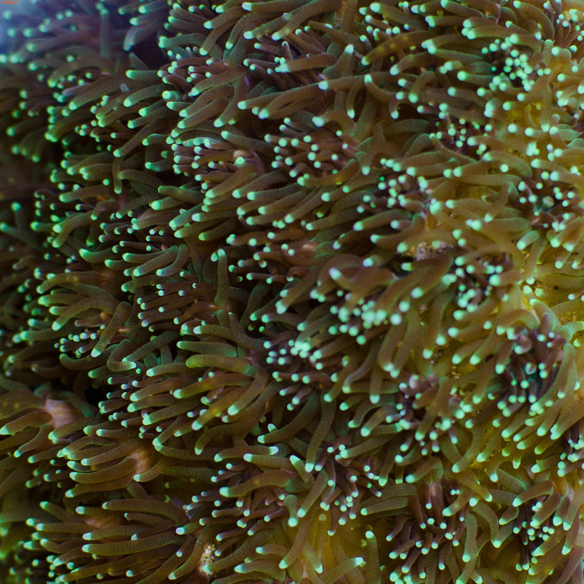    Galaxy coral - Metallic Green