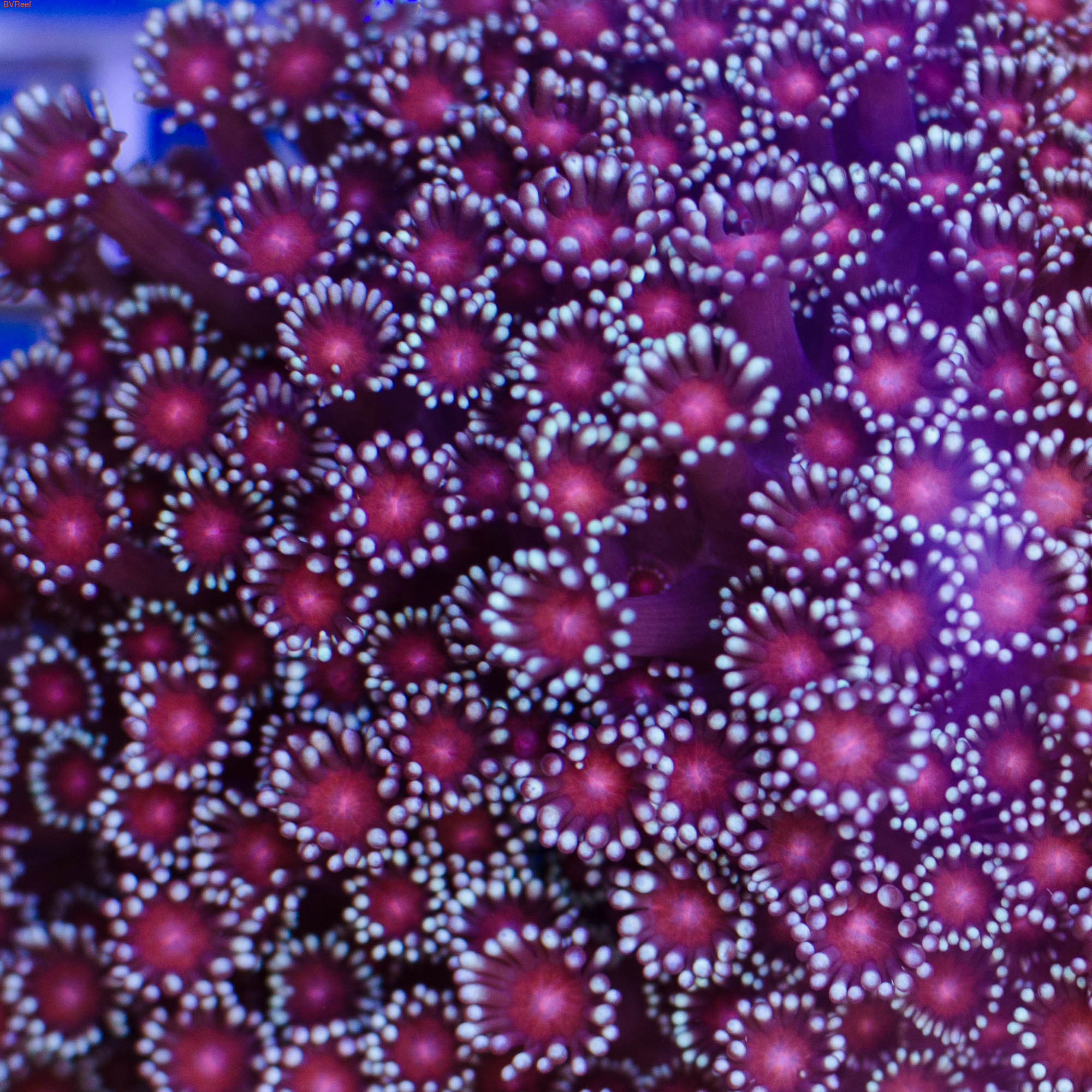  Goniopora sp