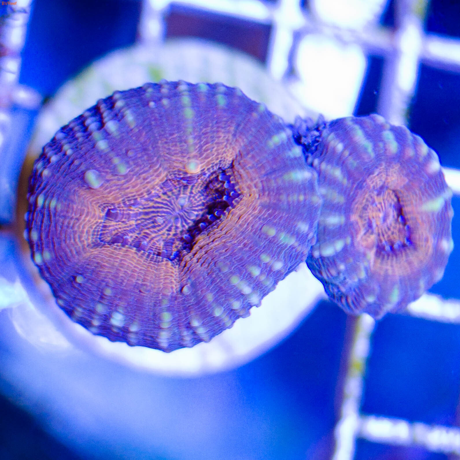   Lobed brain coral