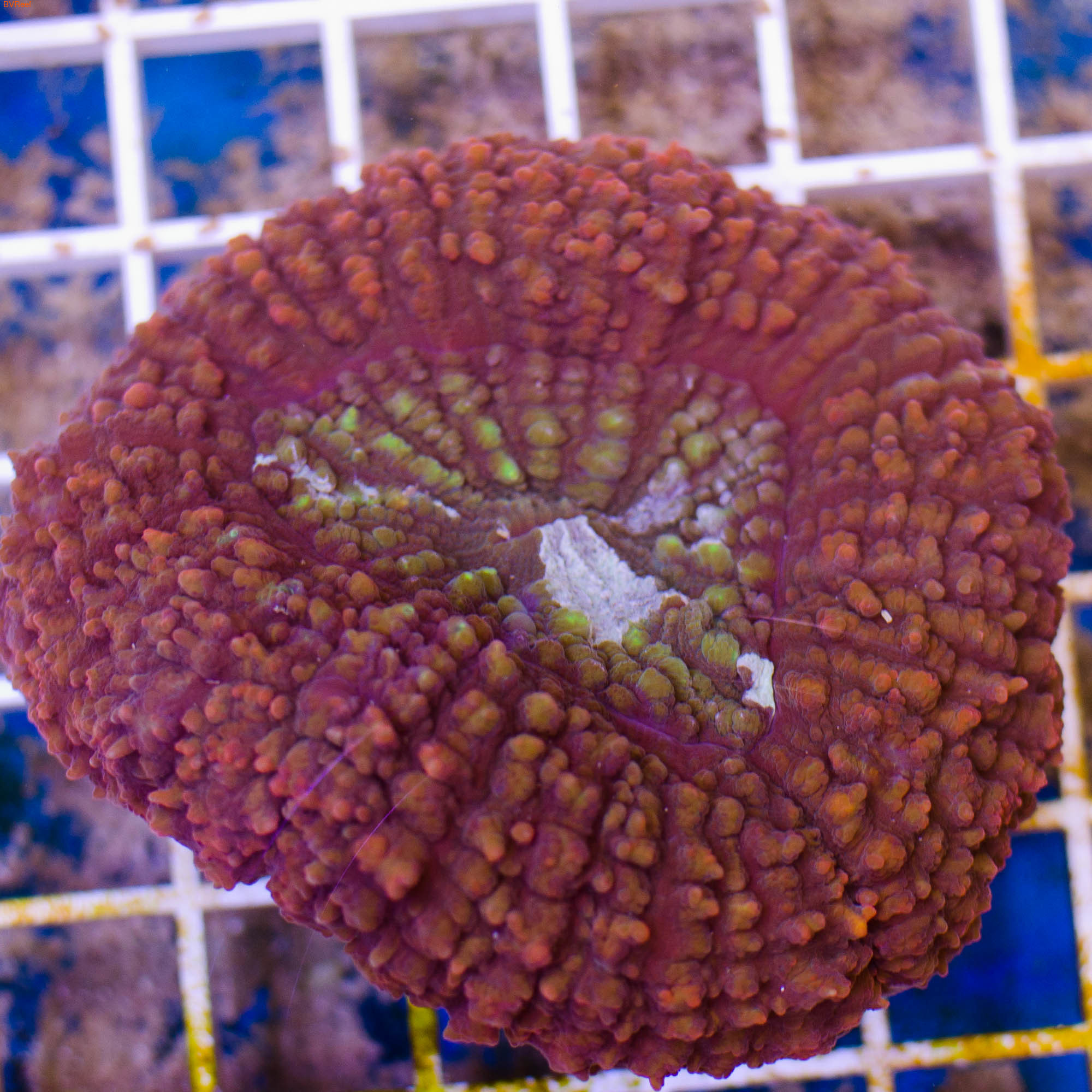   Lobed brain coral