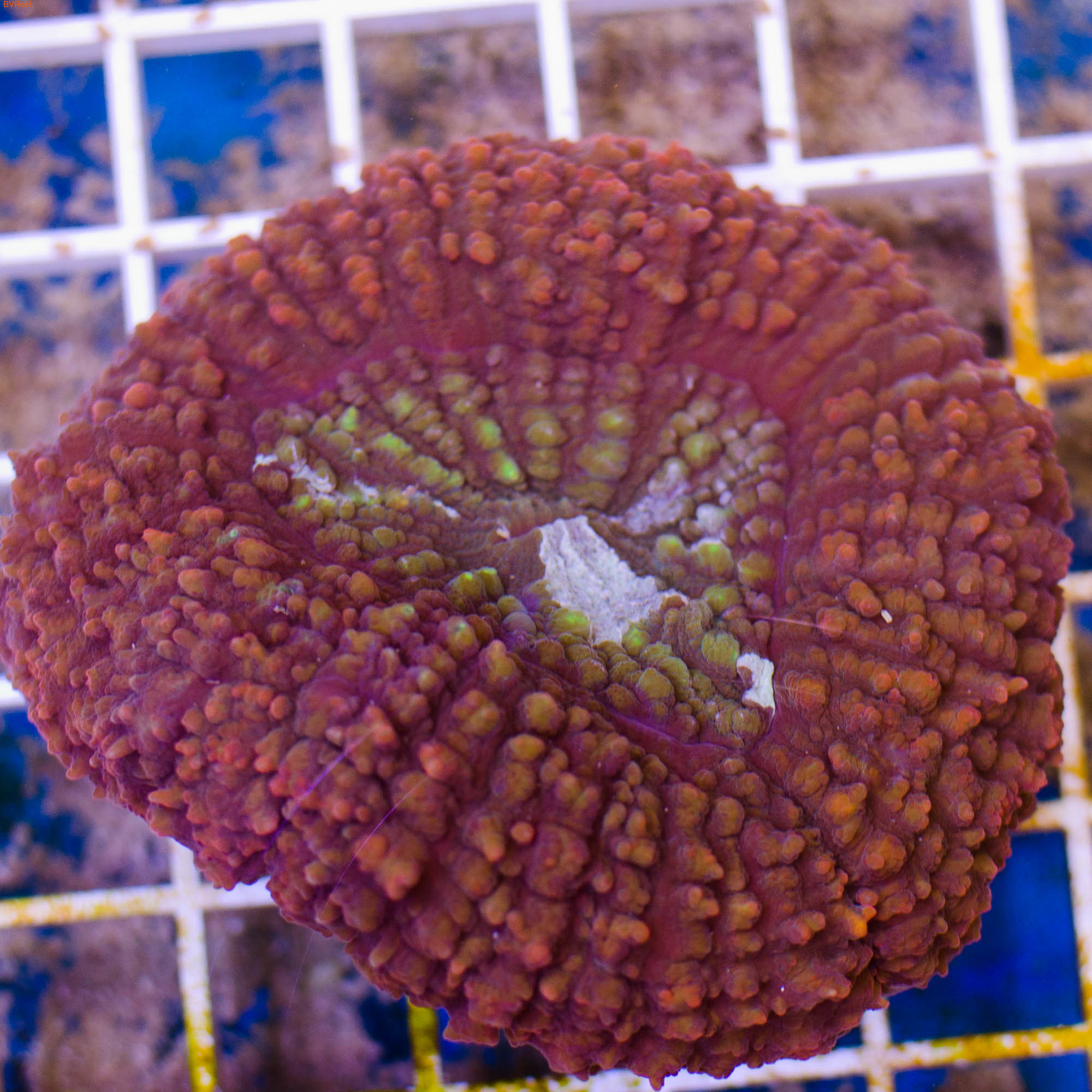 Лобофилия оранжевая Lobed brain coral