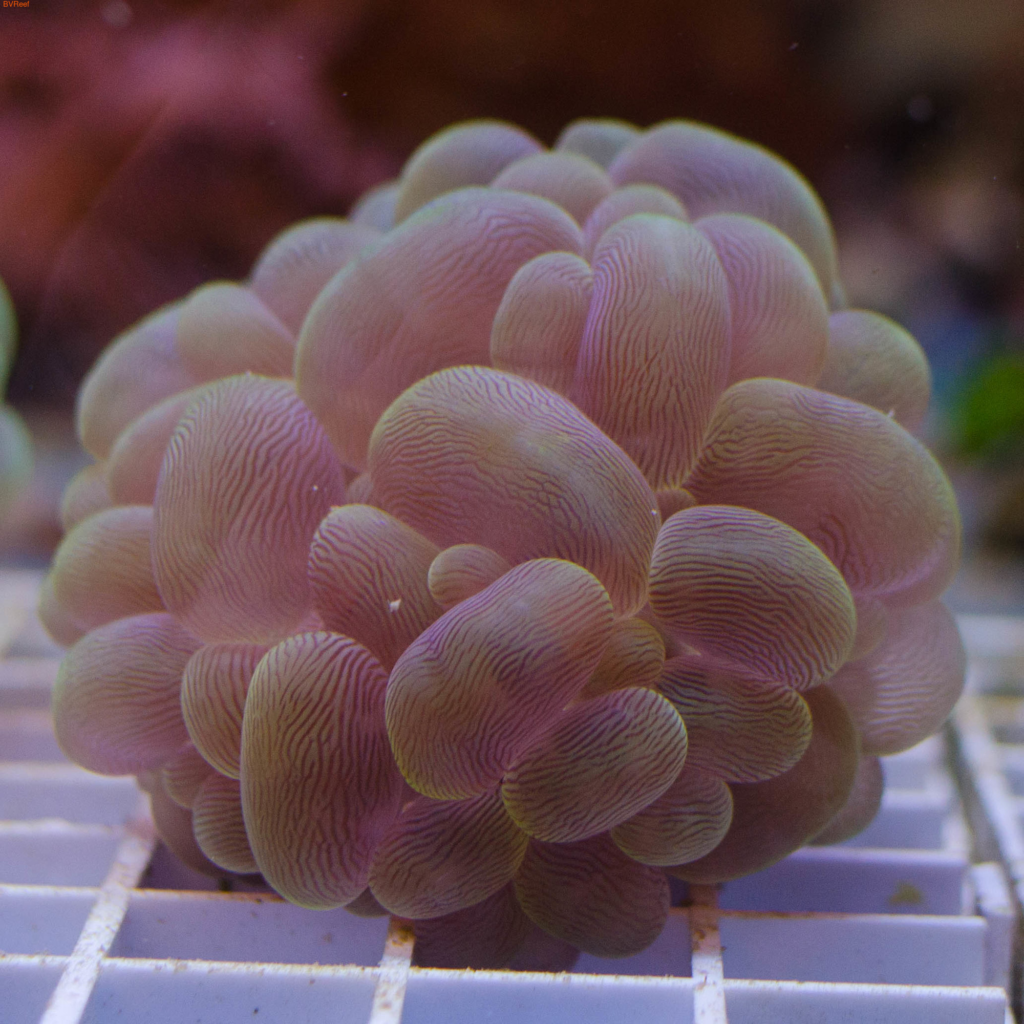 Плерогира желтая  Bubble coral - Yellow