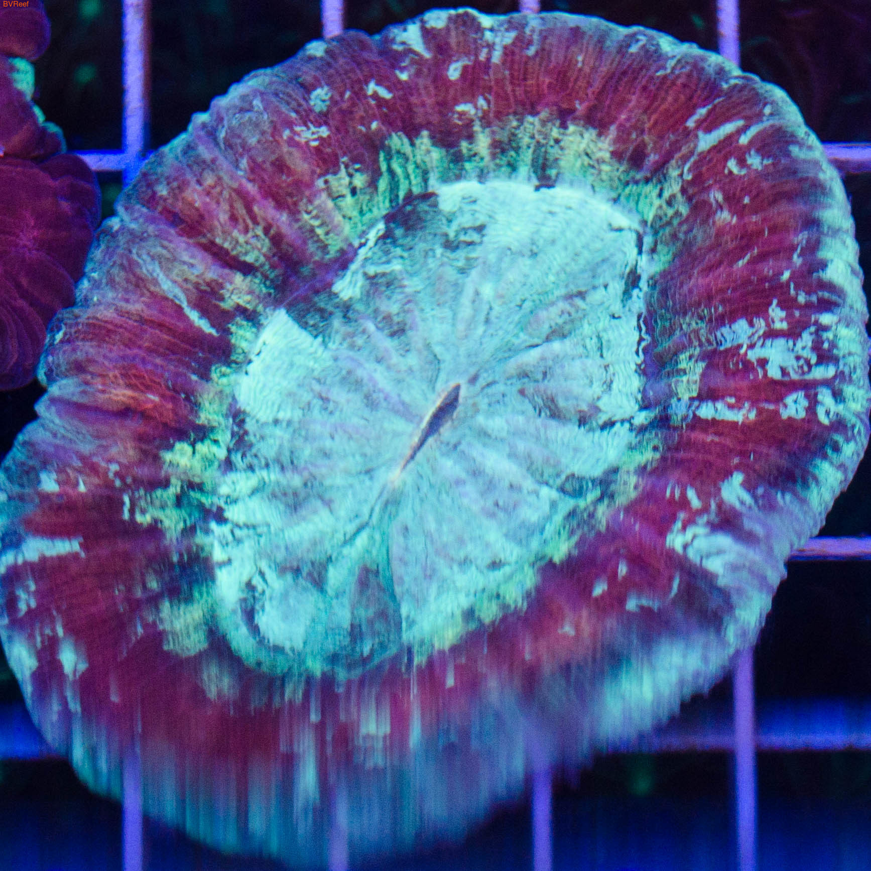   Wellso folded brain - Multicolor
