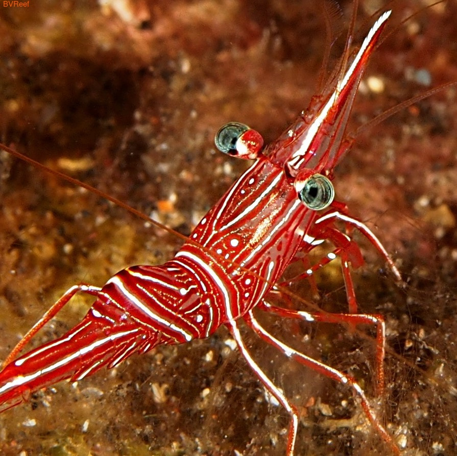 -,   Rhynchocinetes durbanensis