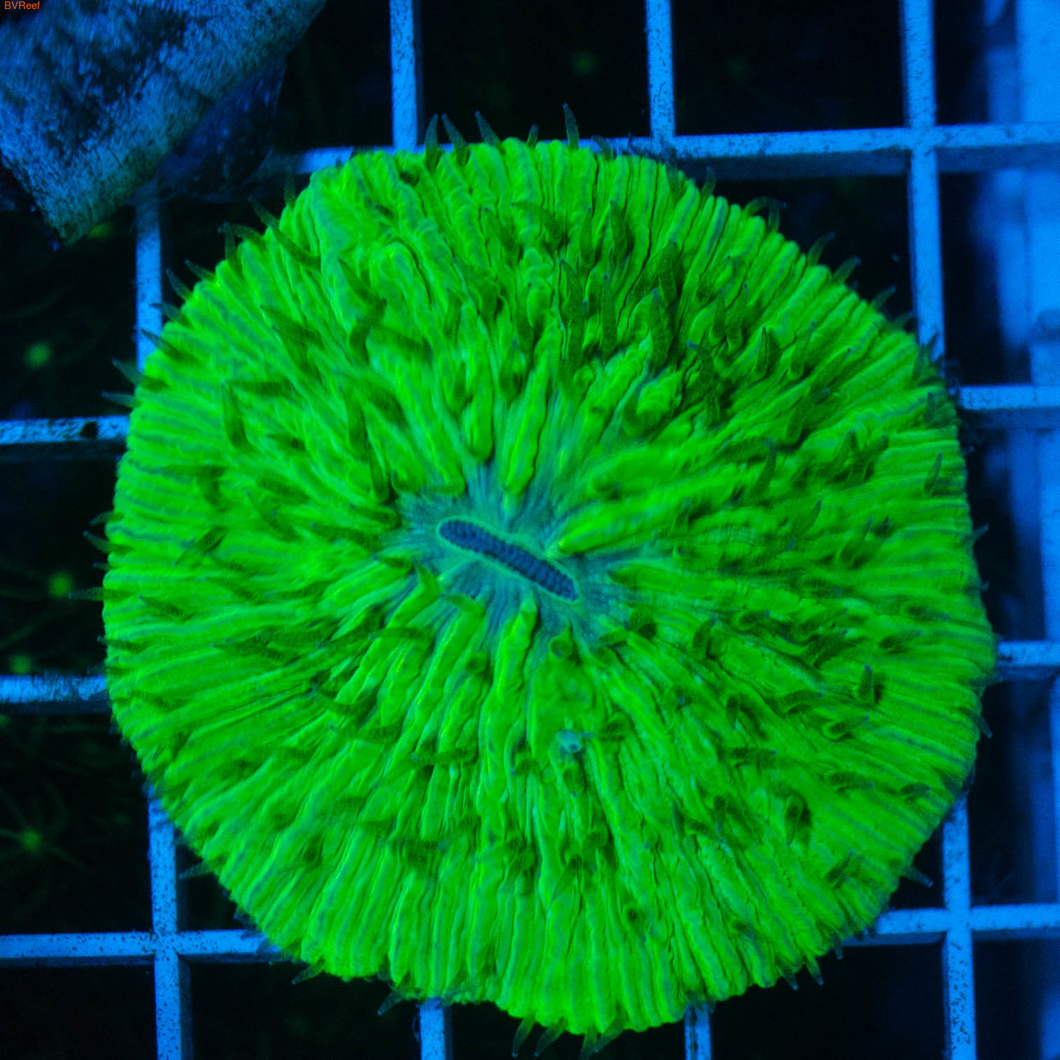 Фунгия ультра зеленая Plate coral