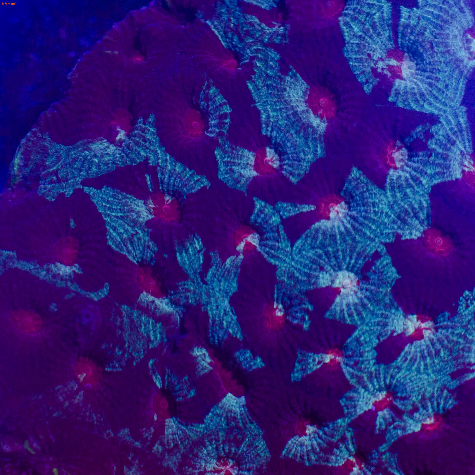 Фавия мультиколор Pineapple coral