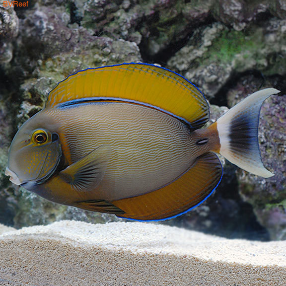   Acanthurus bariene