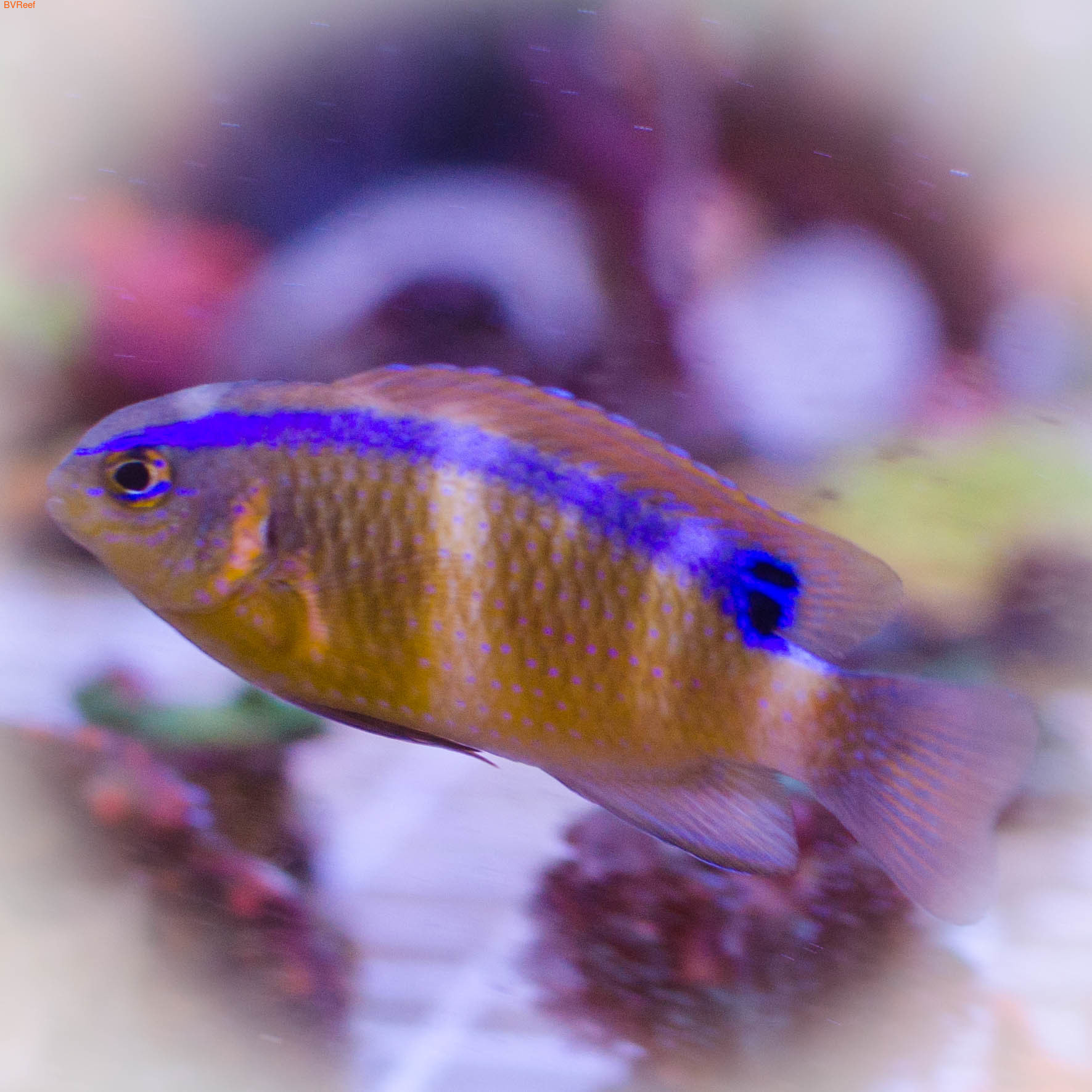  Blue Line Rock Damsel