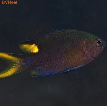  Scissortail Damsel